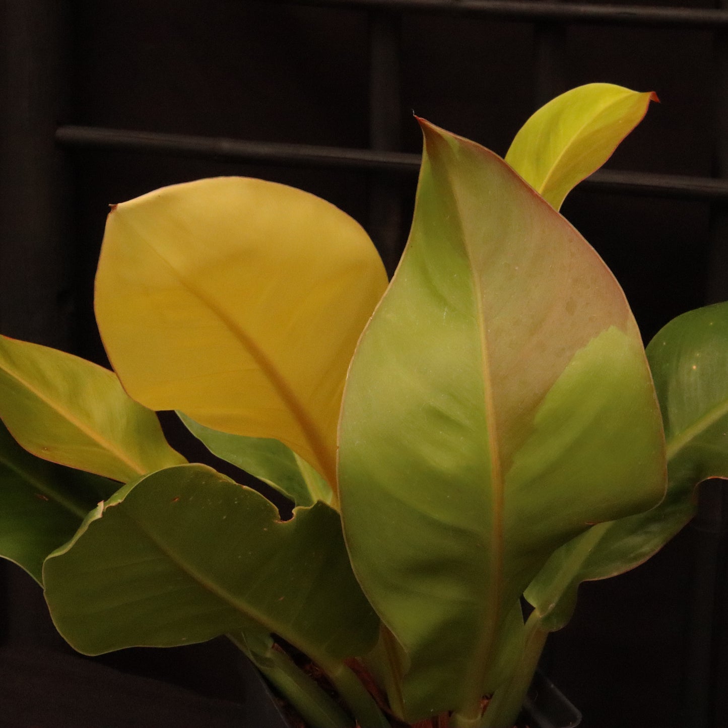 Philodendron Red Moon