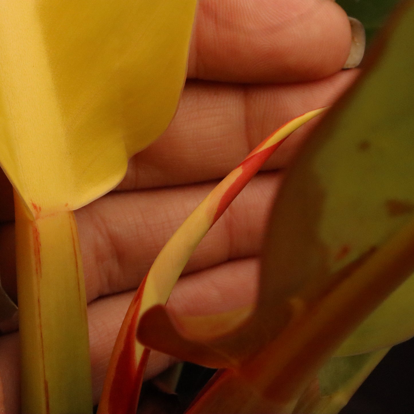 Philodendron Red Moon