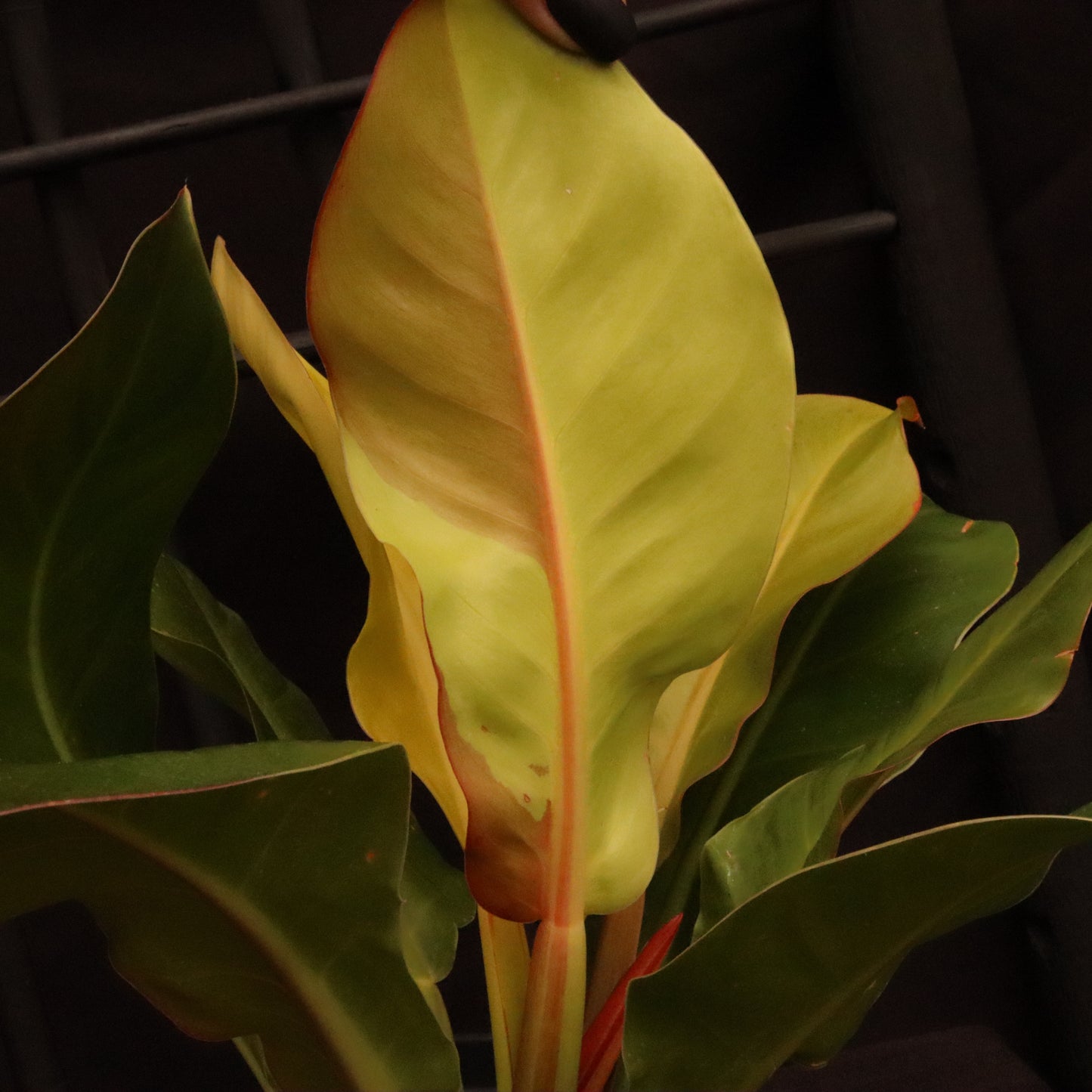 Philodendron Red Moon