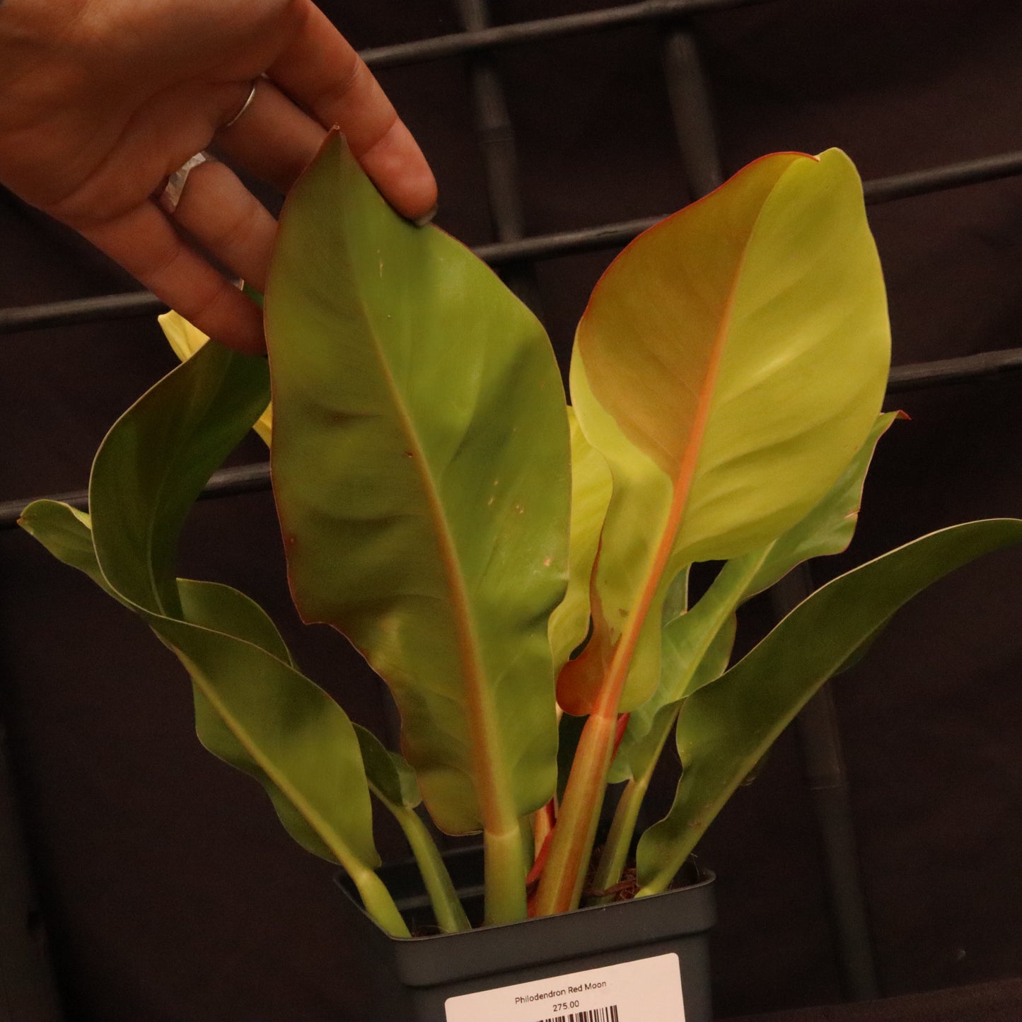 Philodendron Red Moon