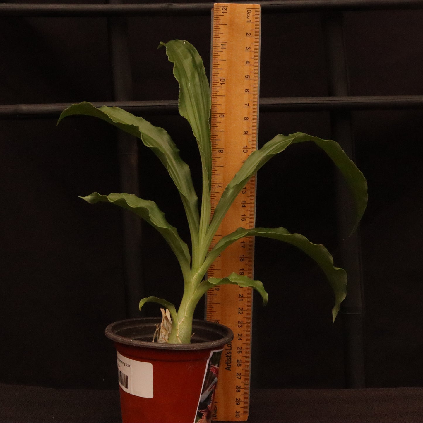 Catasetum Frilly Doris- Blooming Size