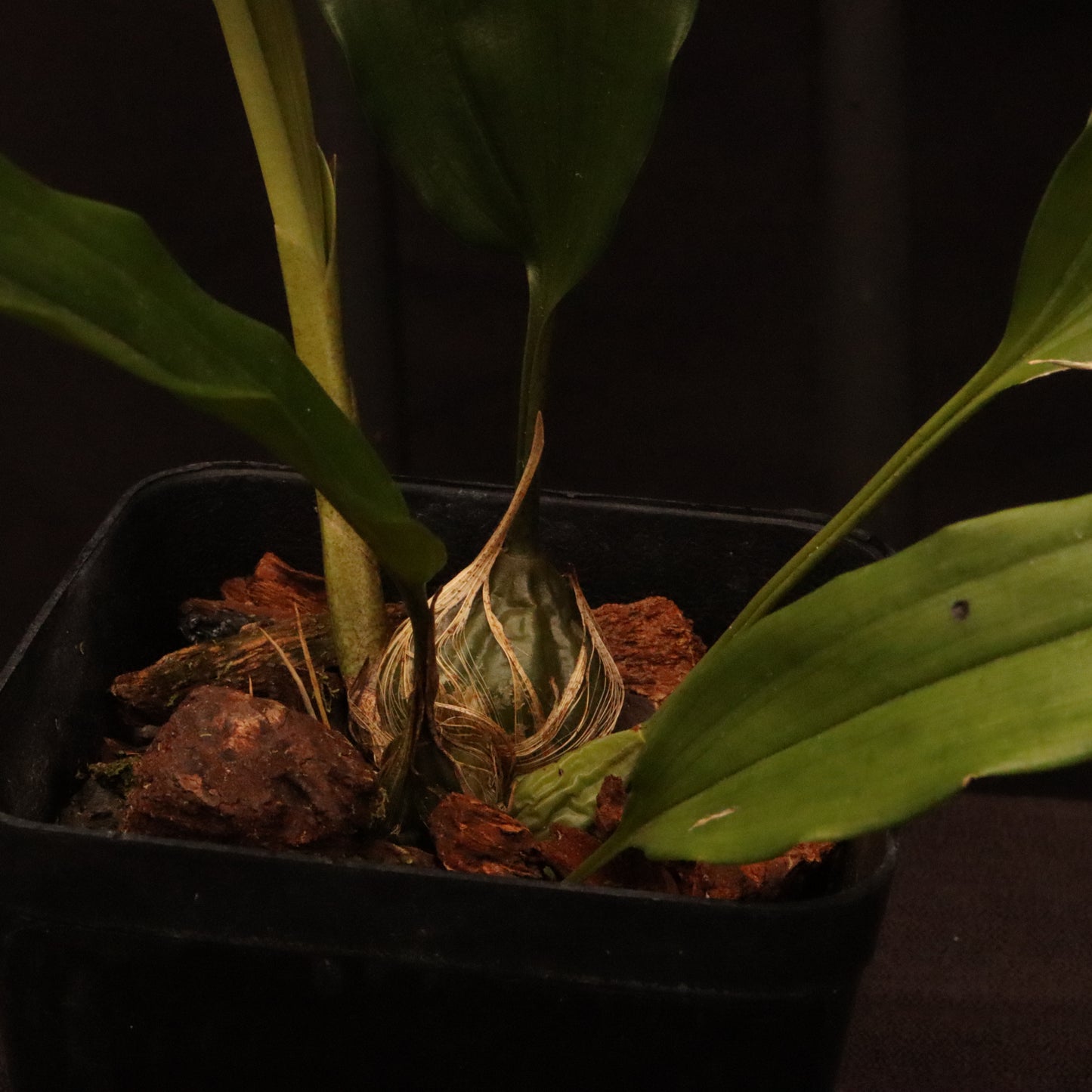 Stanhopea Oculata