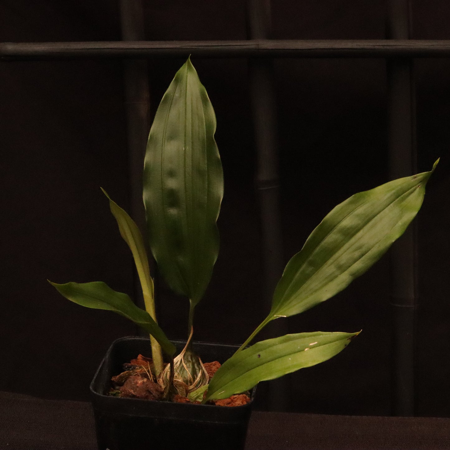 Stanhopea Oculata