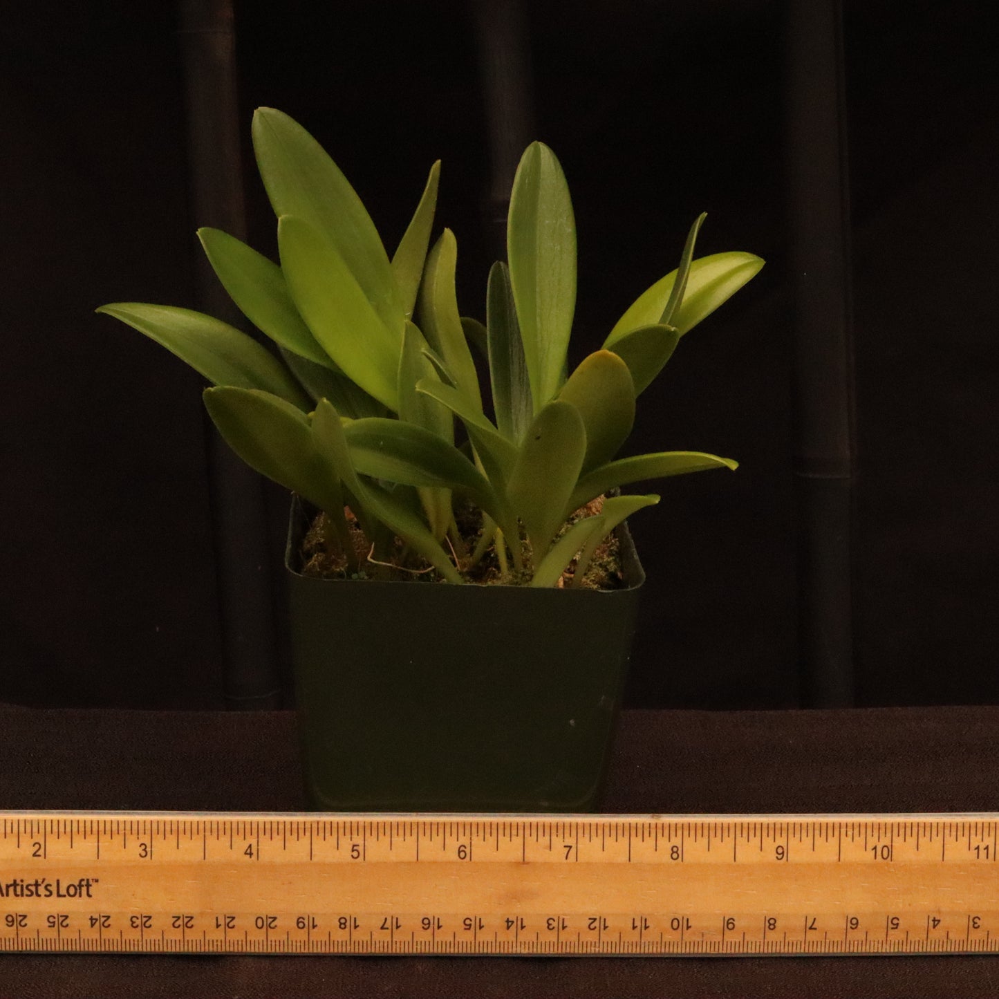 Masdevallia Haneczka