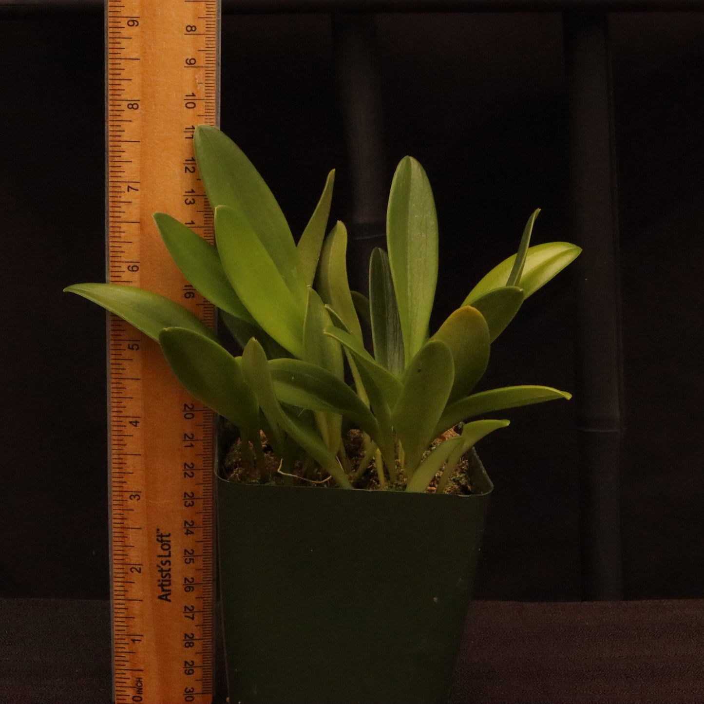 Masdevallia Haneczka
