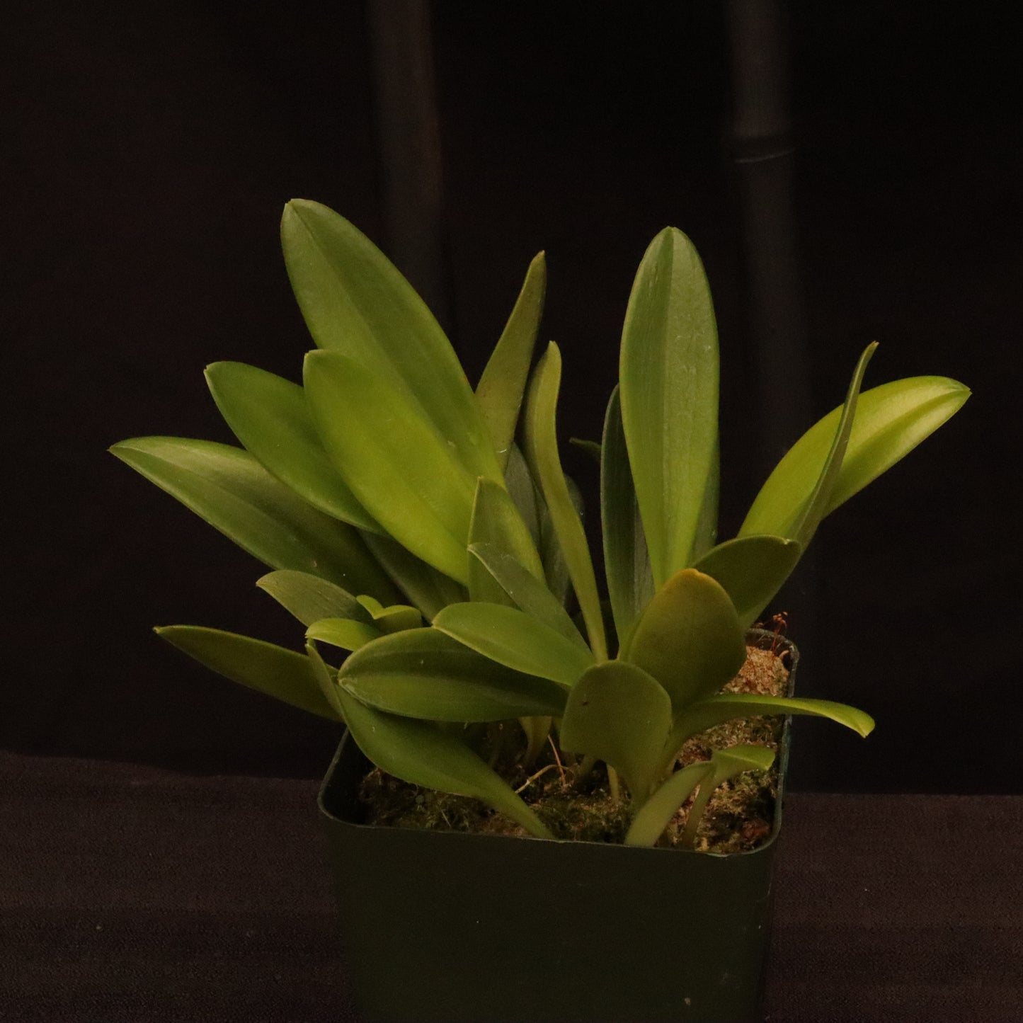 Masdevallia Haneczka