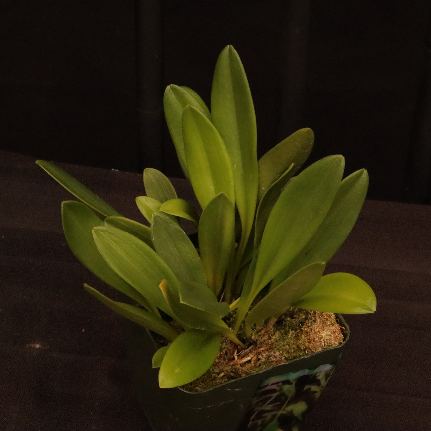 Masdevallia Haneczka