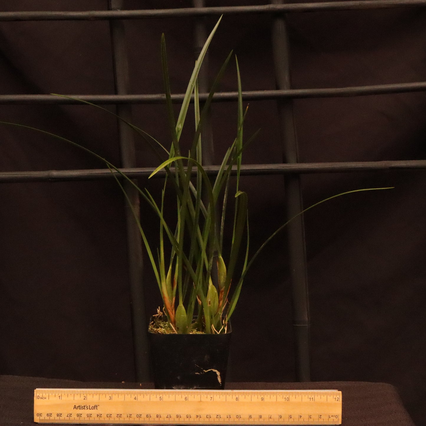 Maxillariella Tenuifolia - Blooming Size