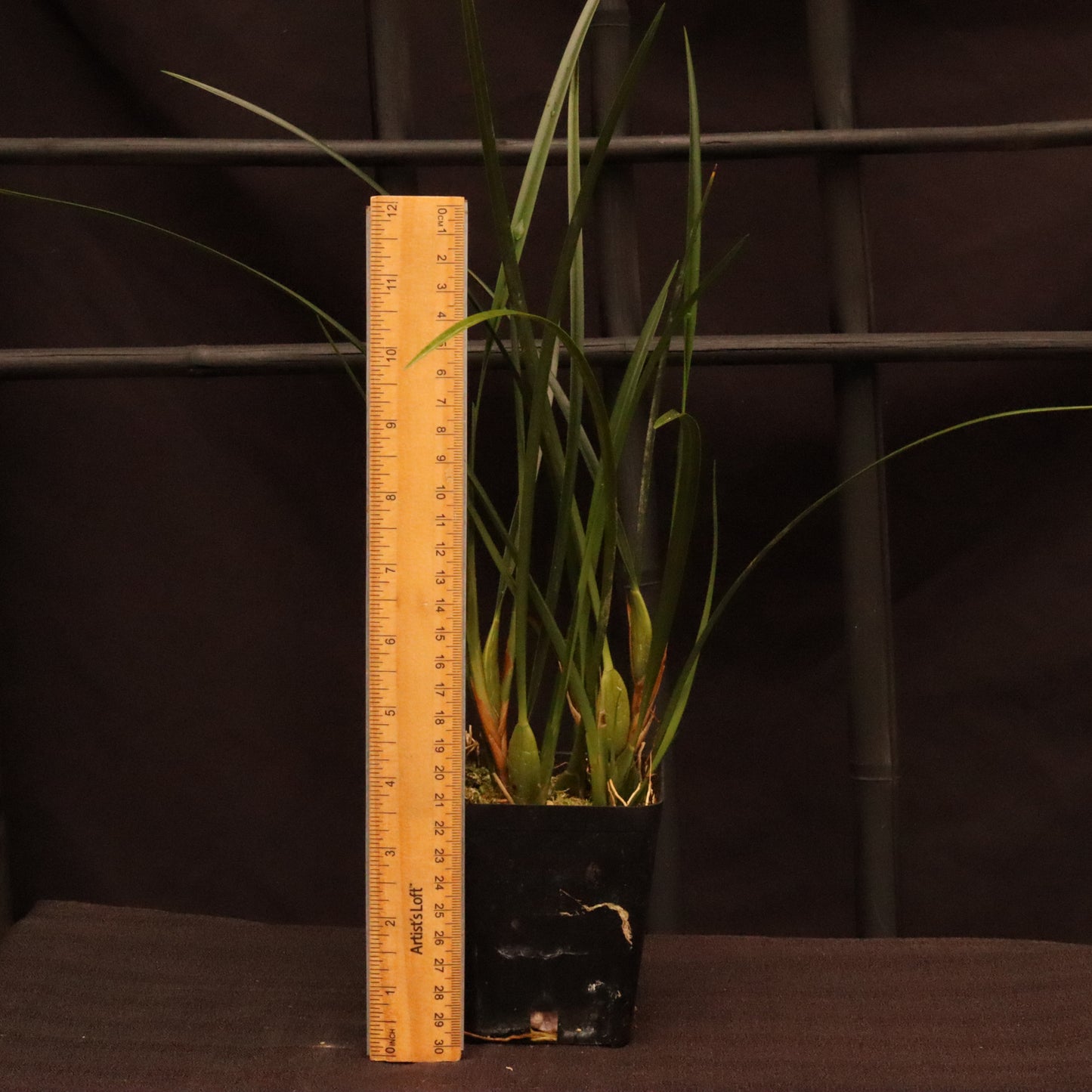 Maxillariella Tenuifolia - Blooming Size