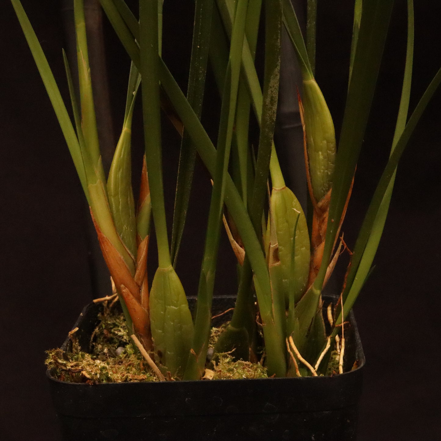 Maxillariella Tenuifolia - Blooming Size