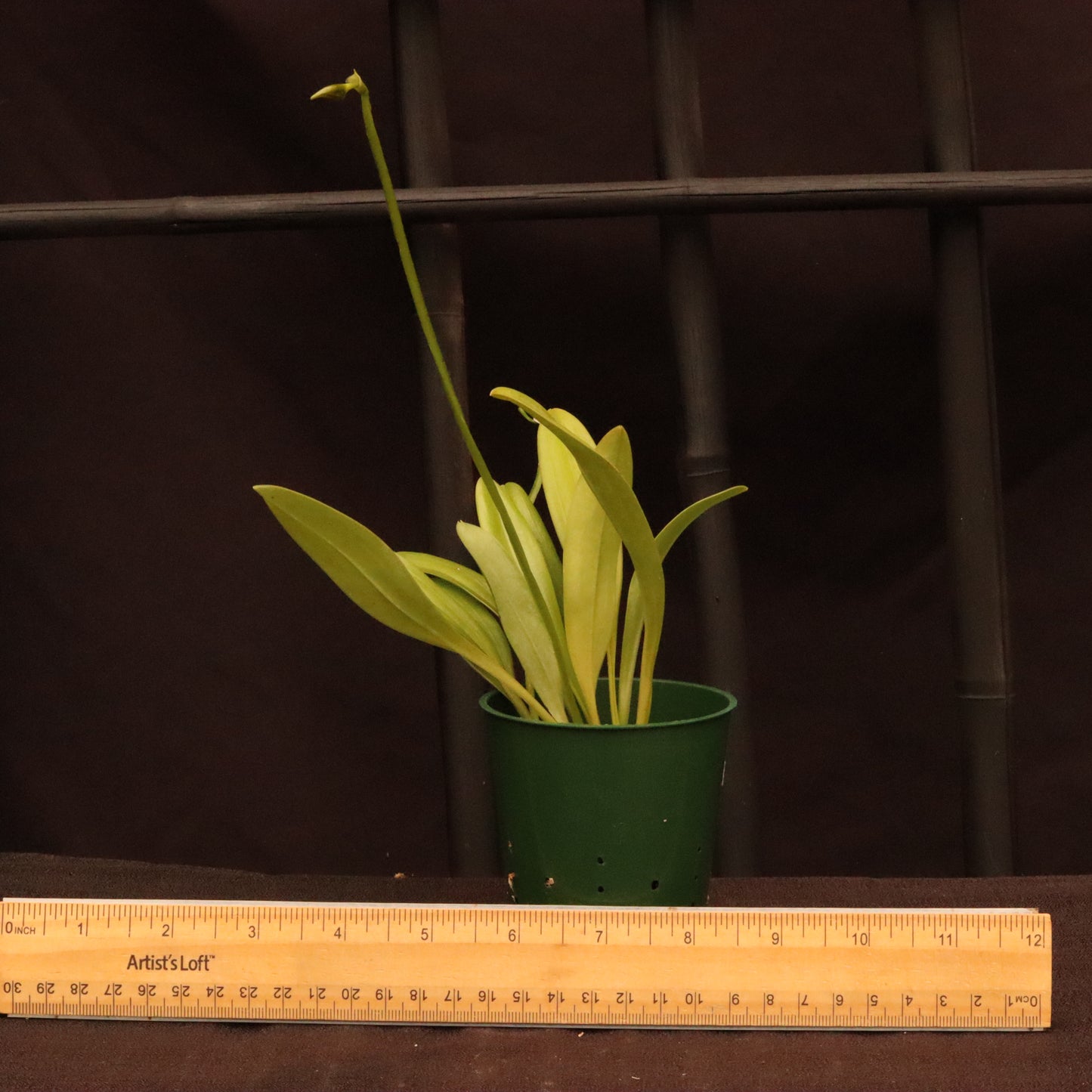 Masdevallia Pinocchio 'Cheyenne' - In Bud/Spike