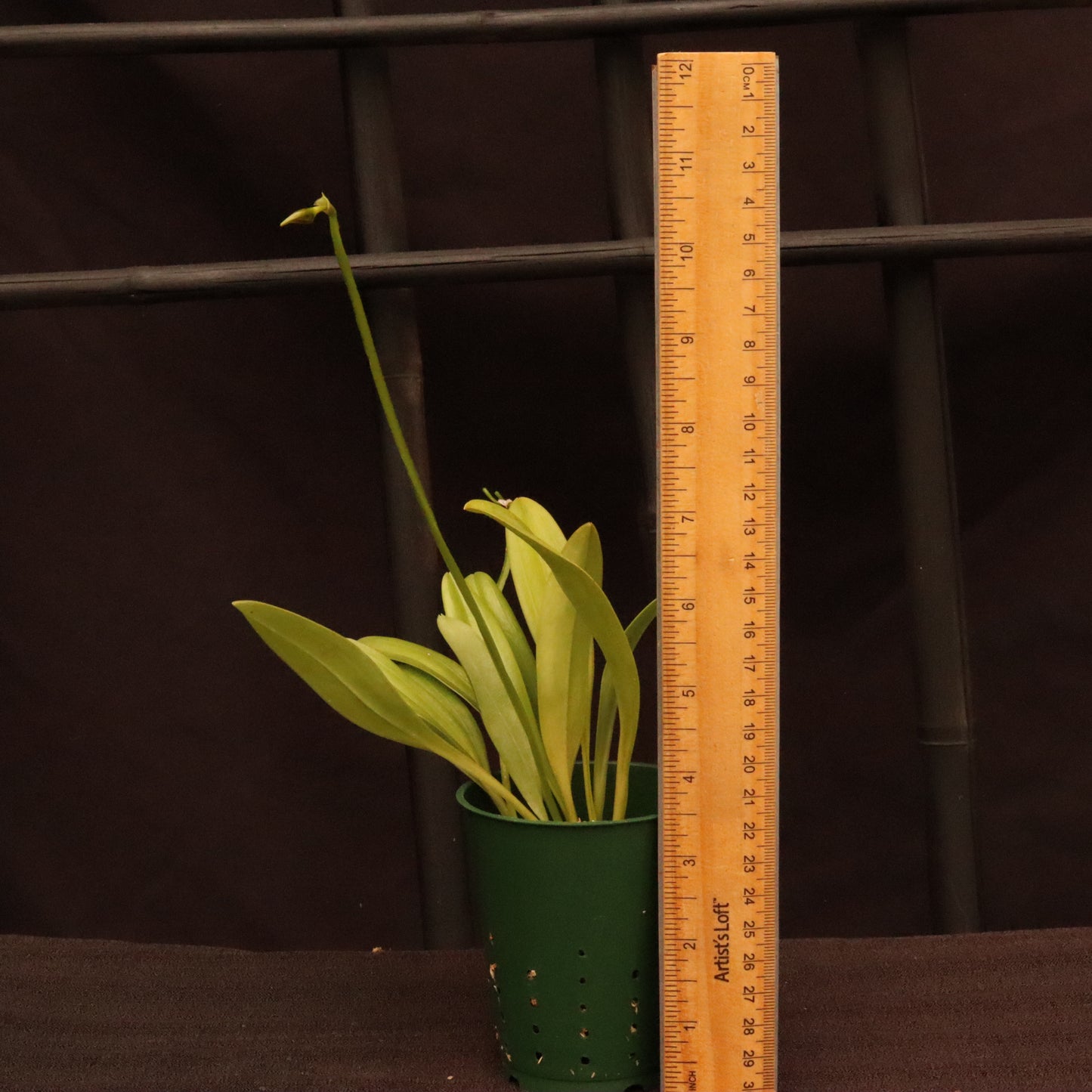 Masdevallia Pinocchio 'Cheyenne' - In Bud/Spike