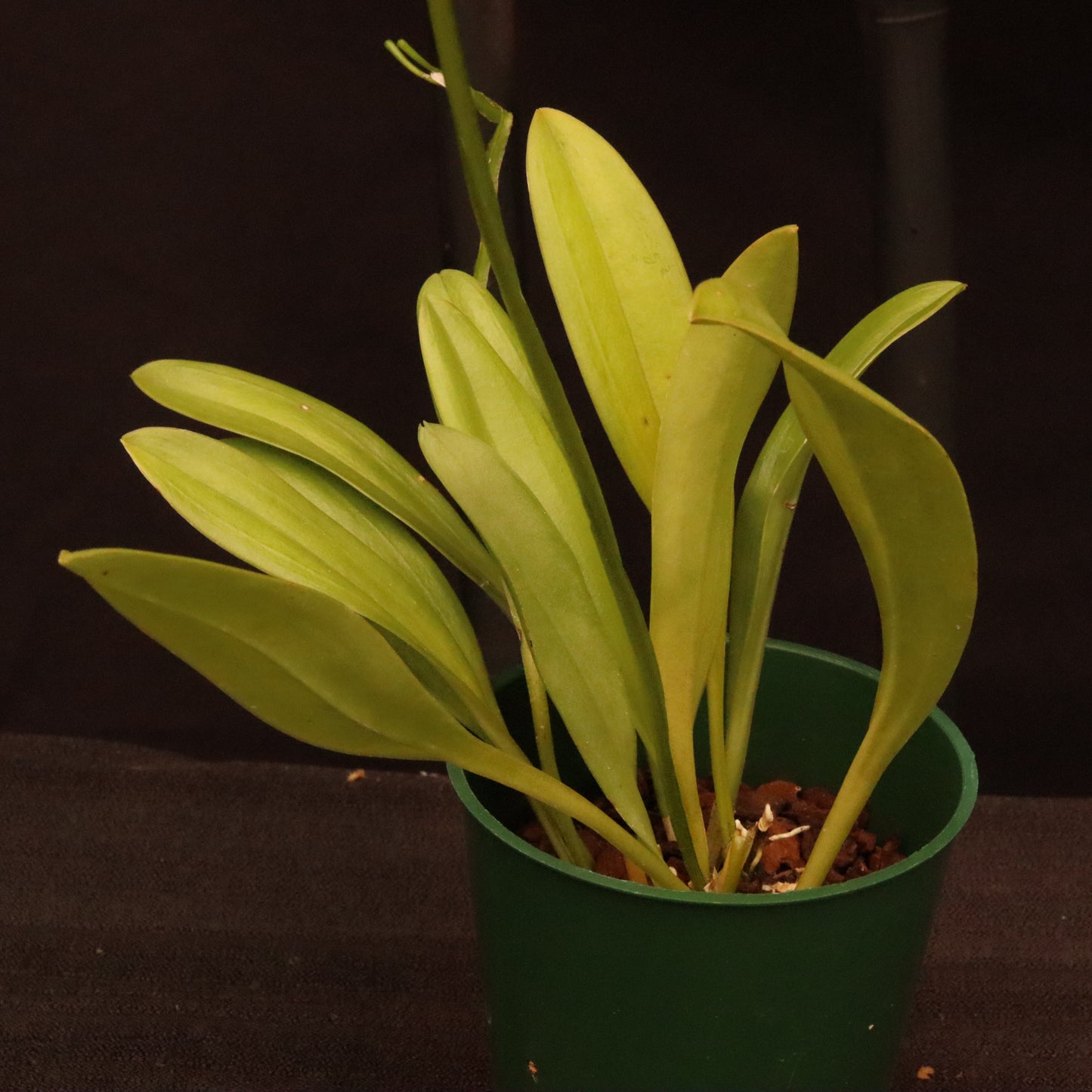 Masdevallia Pinocchio 'Cheyenne' - In Bud/Spike