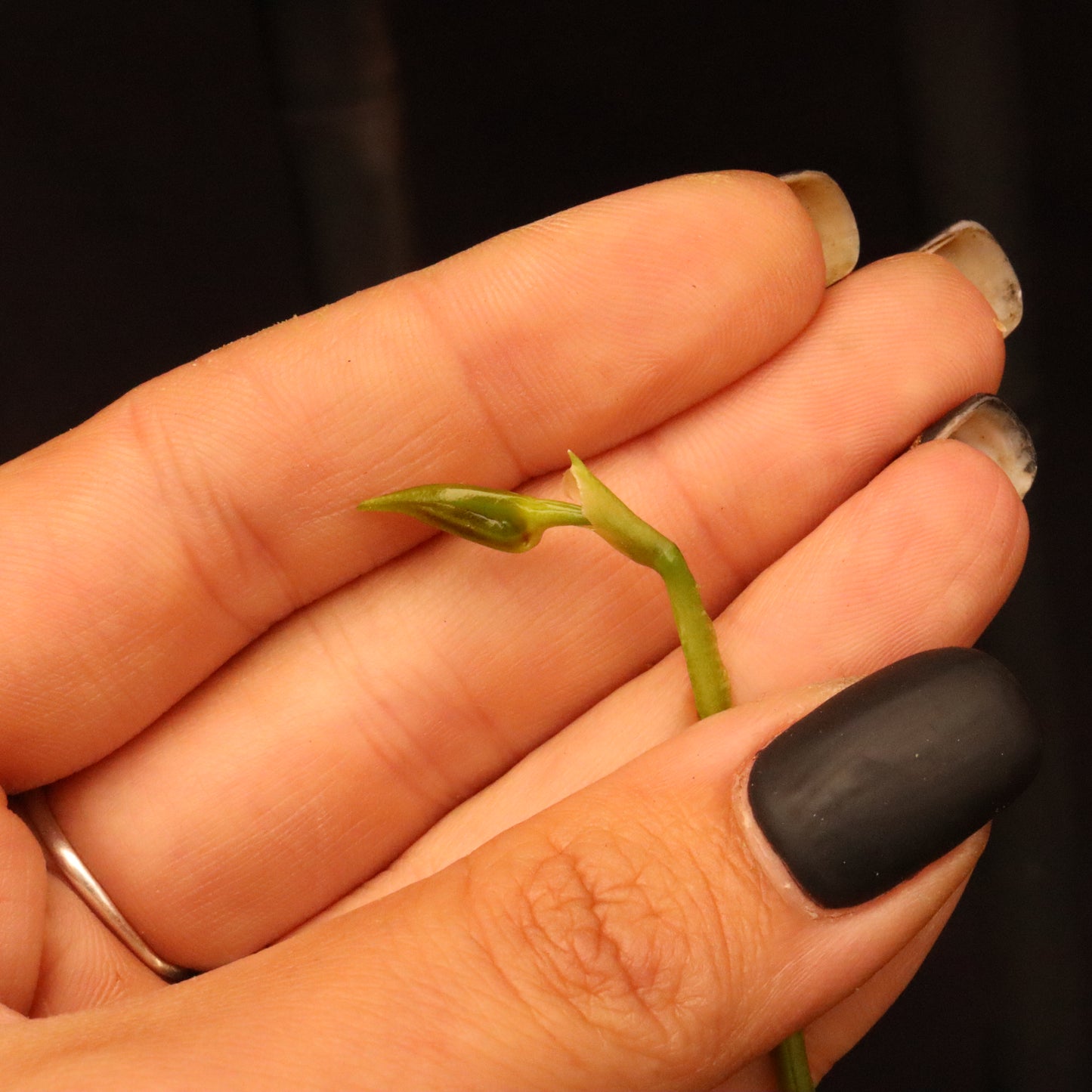 Masdevallia Pinocchio 'Cheyenne' - In Bud/Spike