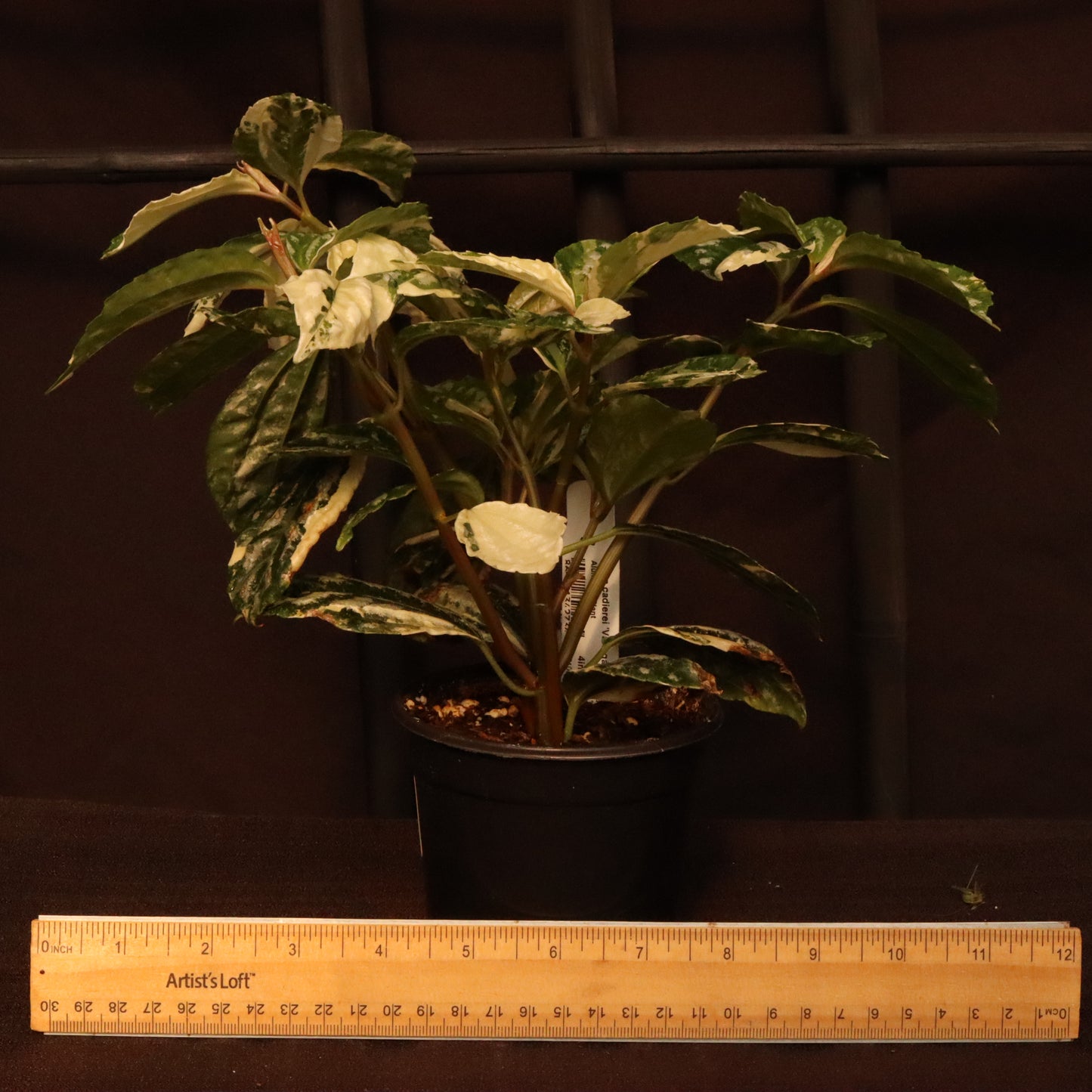 Variegated Pilea Cadierei - Aluminum Plant