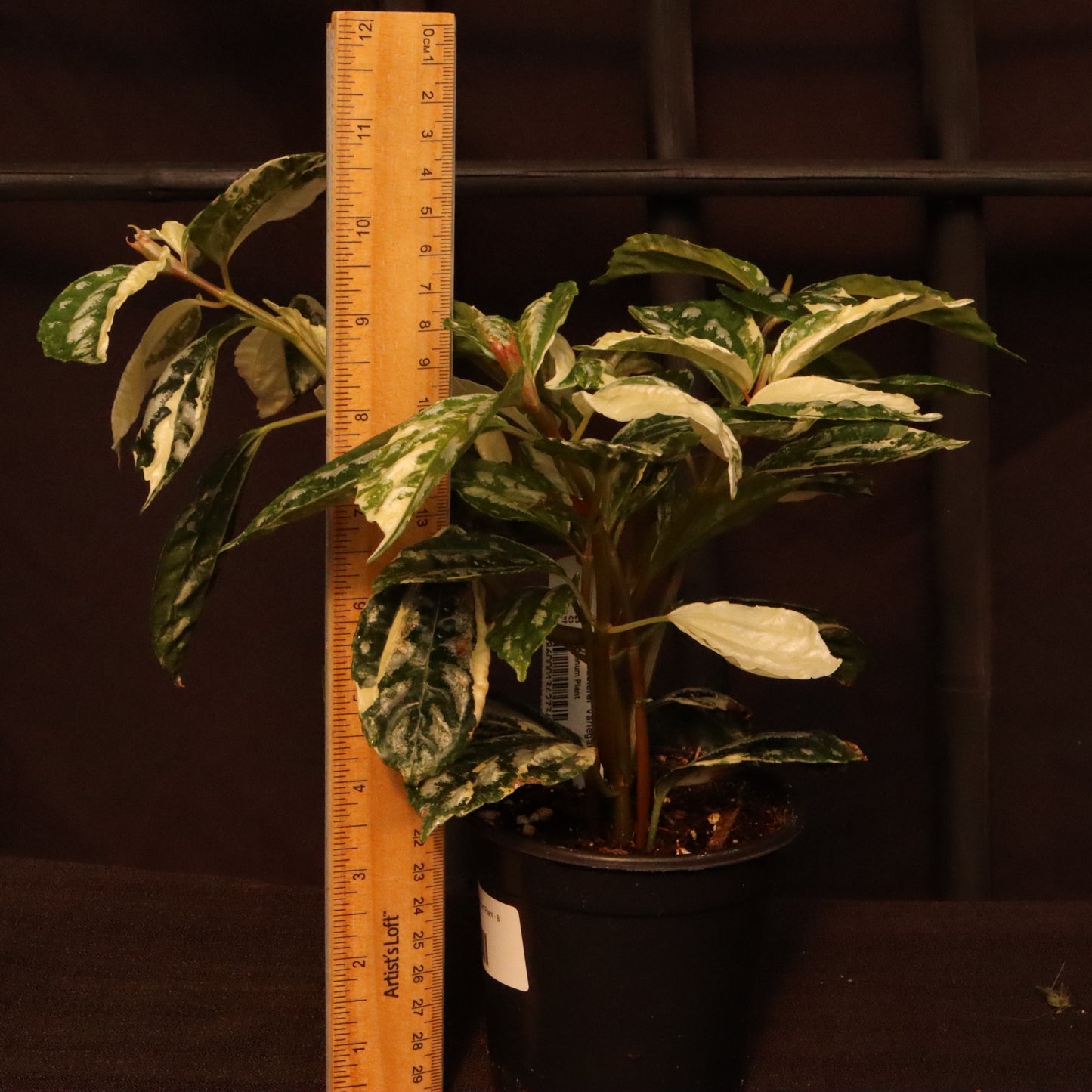 Variegated Pilea Cadierei - Aluminum Plant