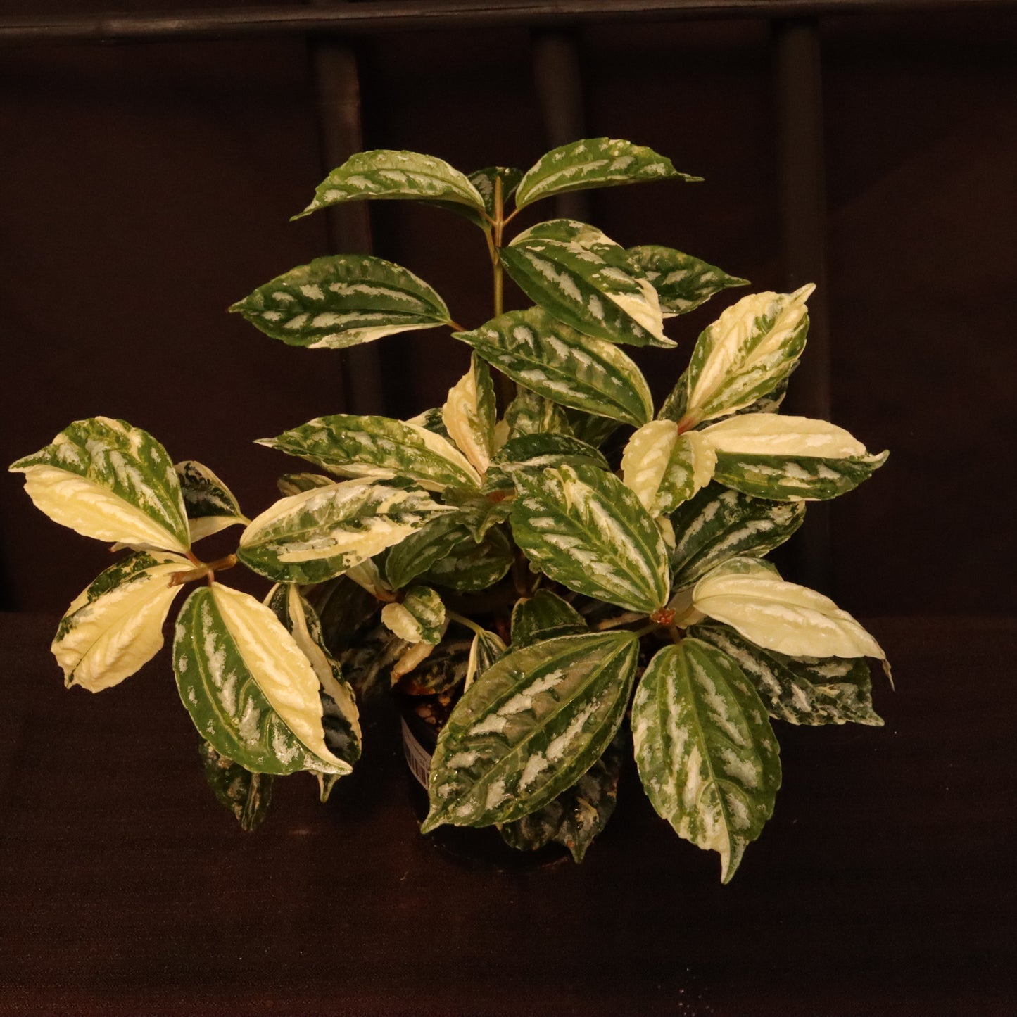 Variegated Pilea Cadierei - Aluminum Plant