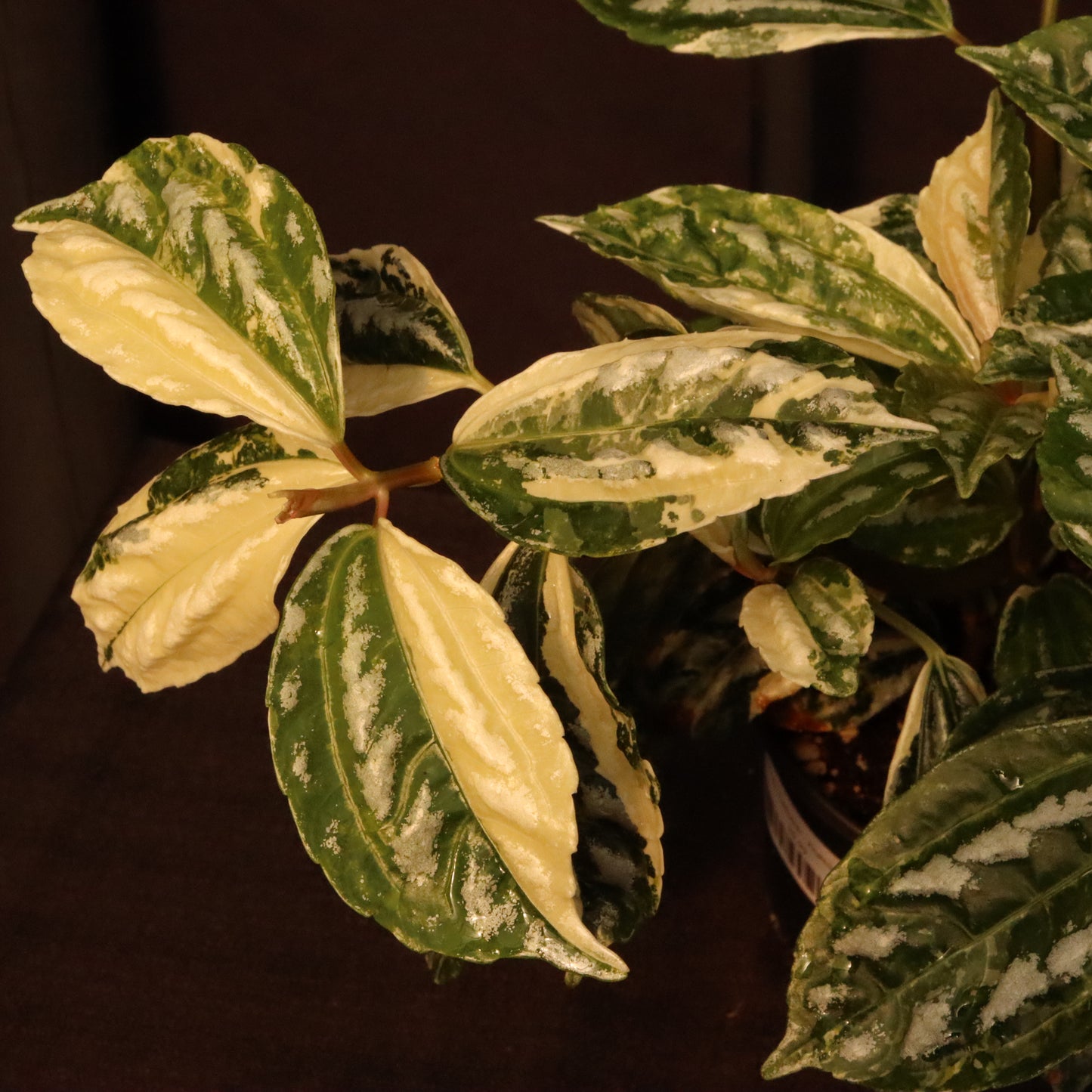 Variegated Pilea Cadierei - Aluminum Plant