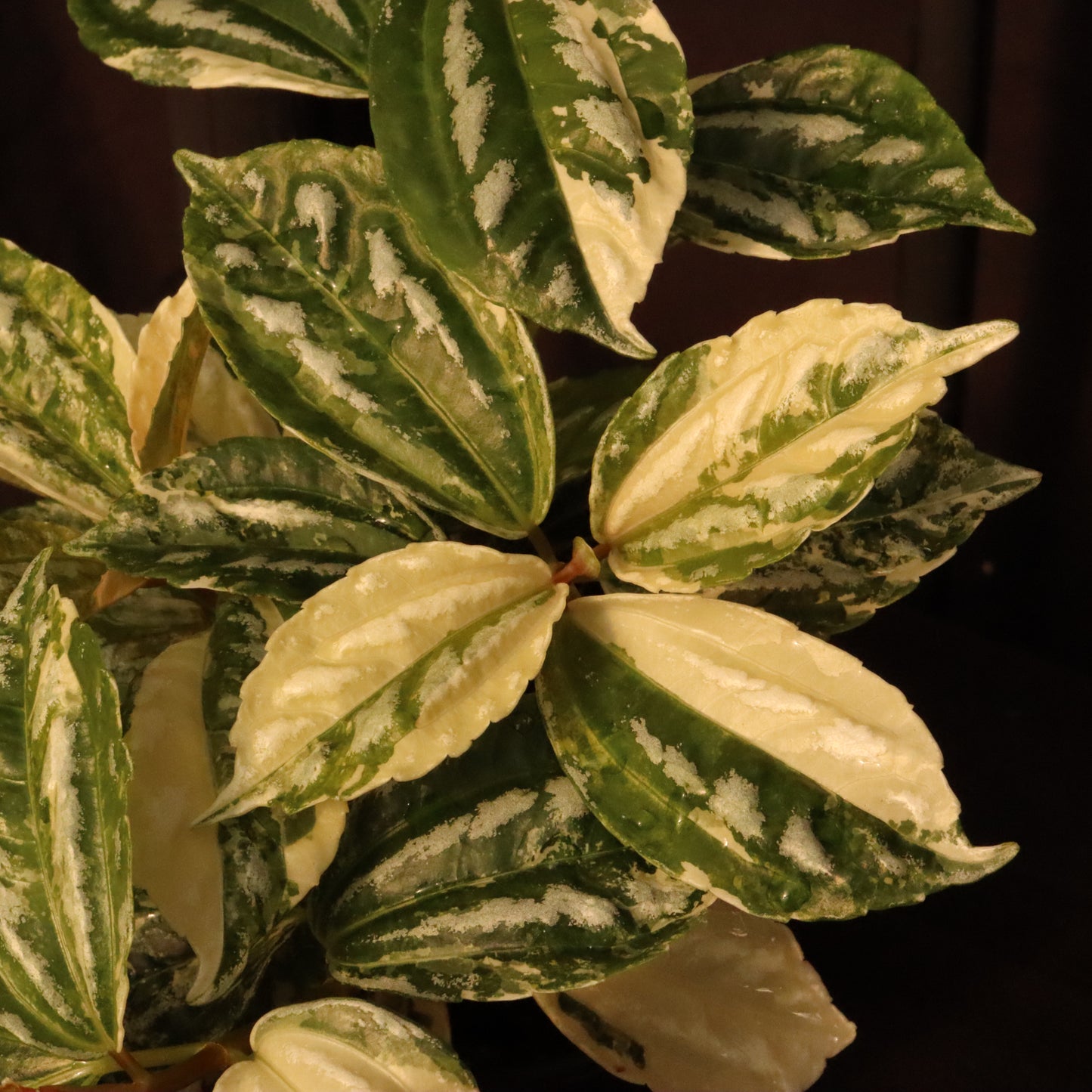 Variegated Pilea Cadierei - Aluminum Plant