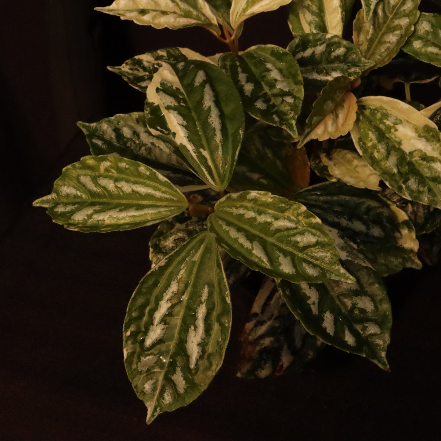 Variegated Pilea Cadierei - Aluminum Plant