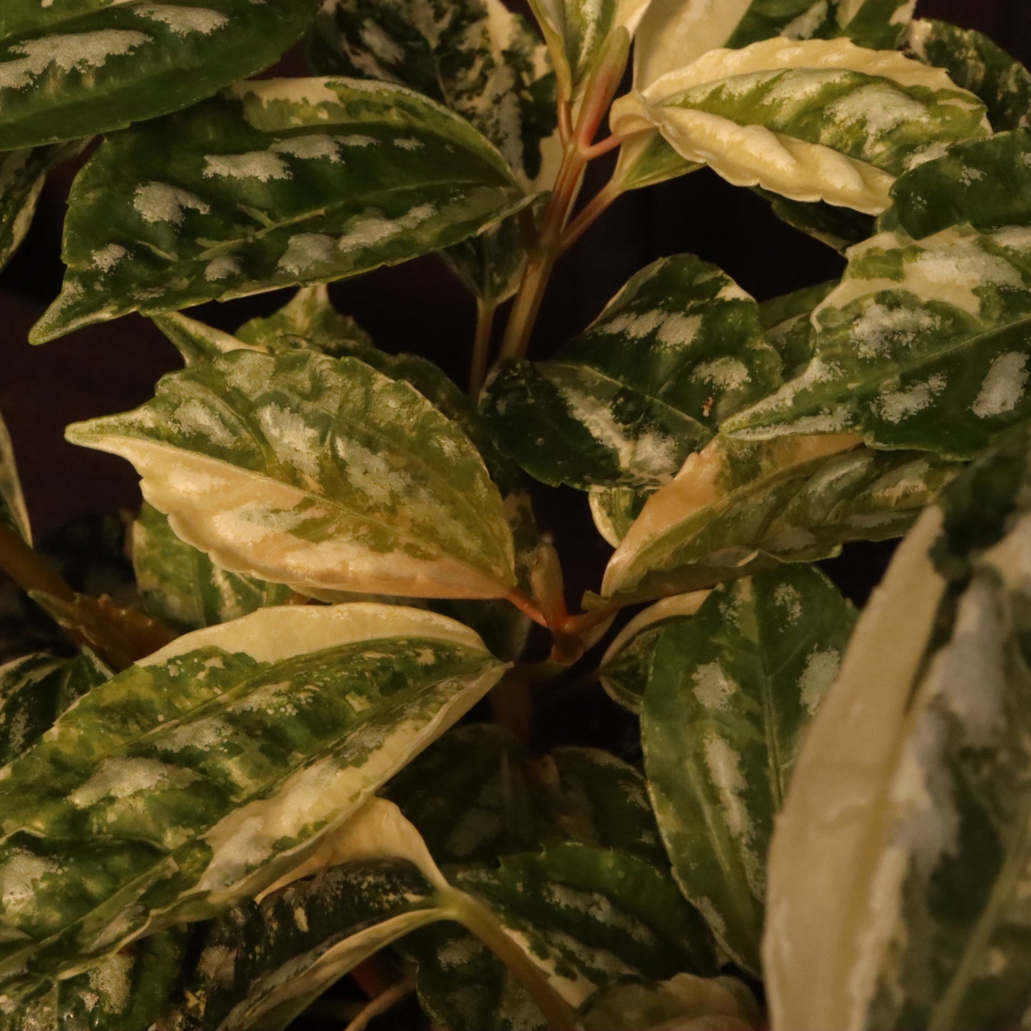 Variegated Pilea Cadierei - Aluminum Plant