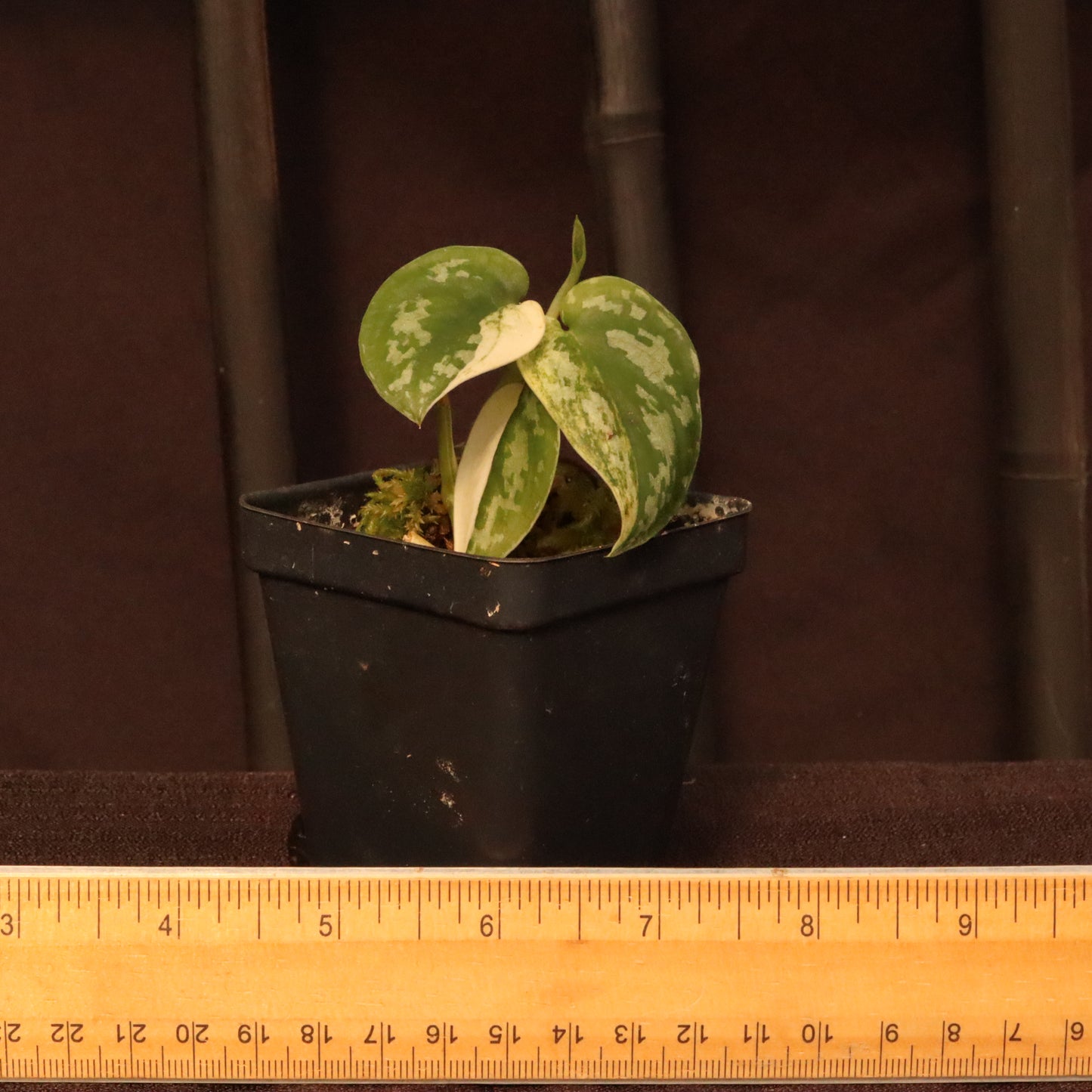 Variegated Scindapsus Mayari - Pictus Albo