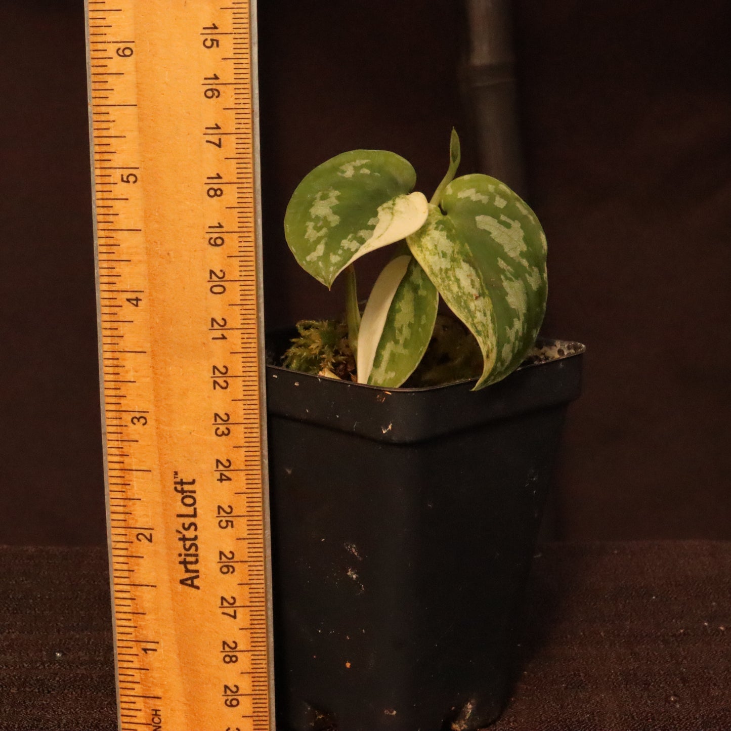 Variegated Scindapsus Mayari - Pictus Albo