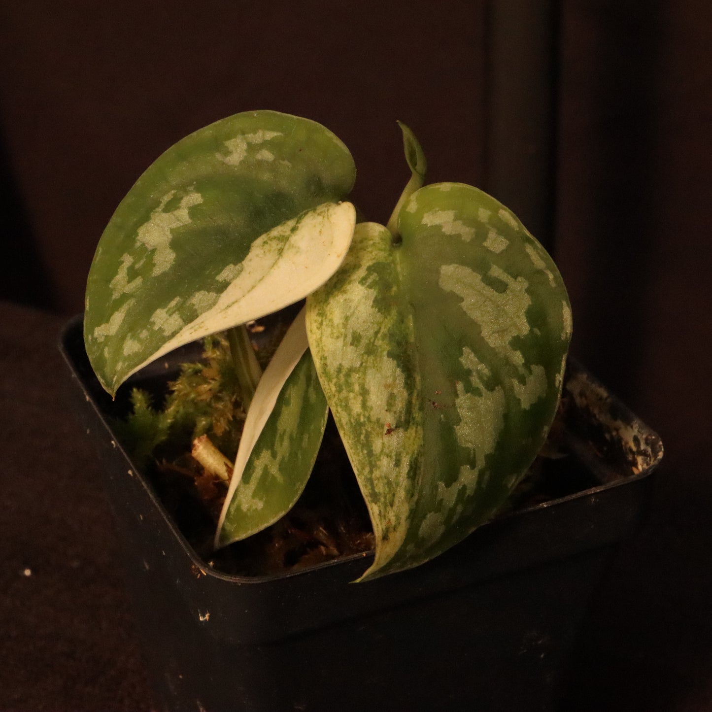 Variegated Scindapsus Mayari - Pictus Albo