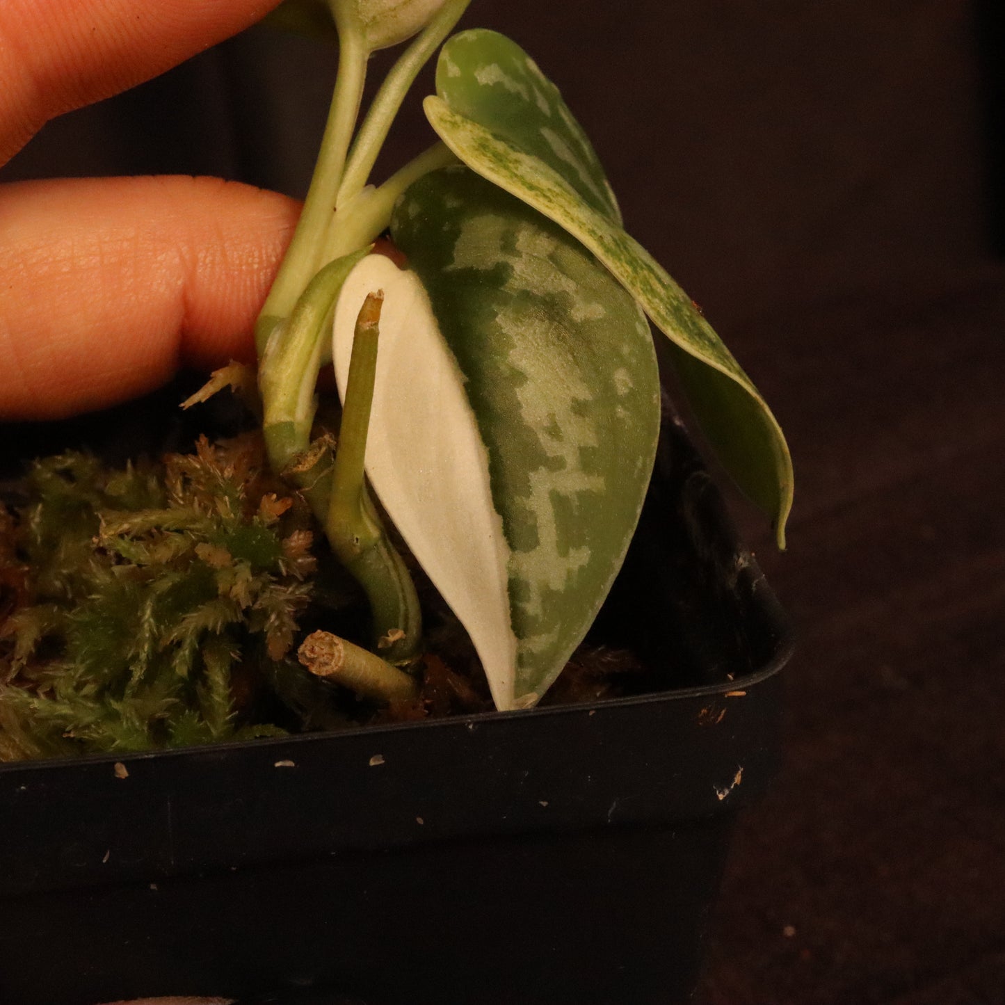 Variegated Scindapsus Mayari - Pictus Albo