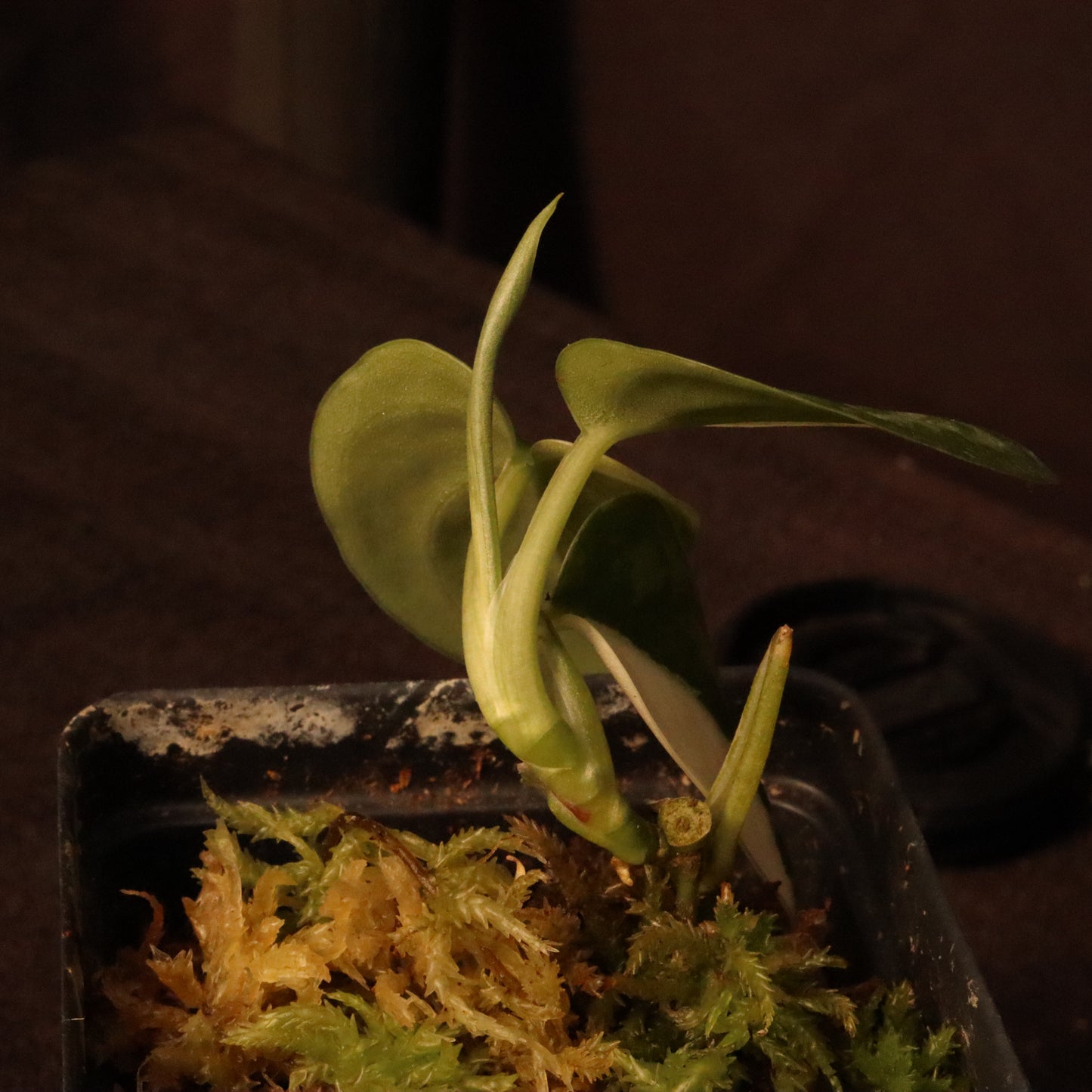 Variegated Scindapsus Mayari - Pictus Albo