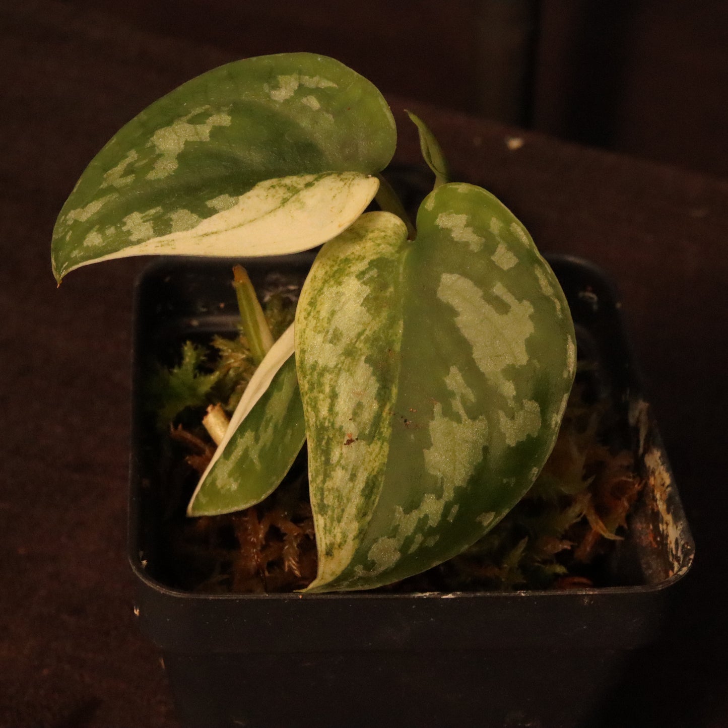 Variegated Scindapsus Mayari - Pictus Albo