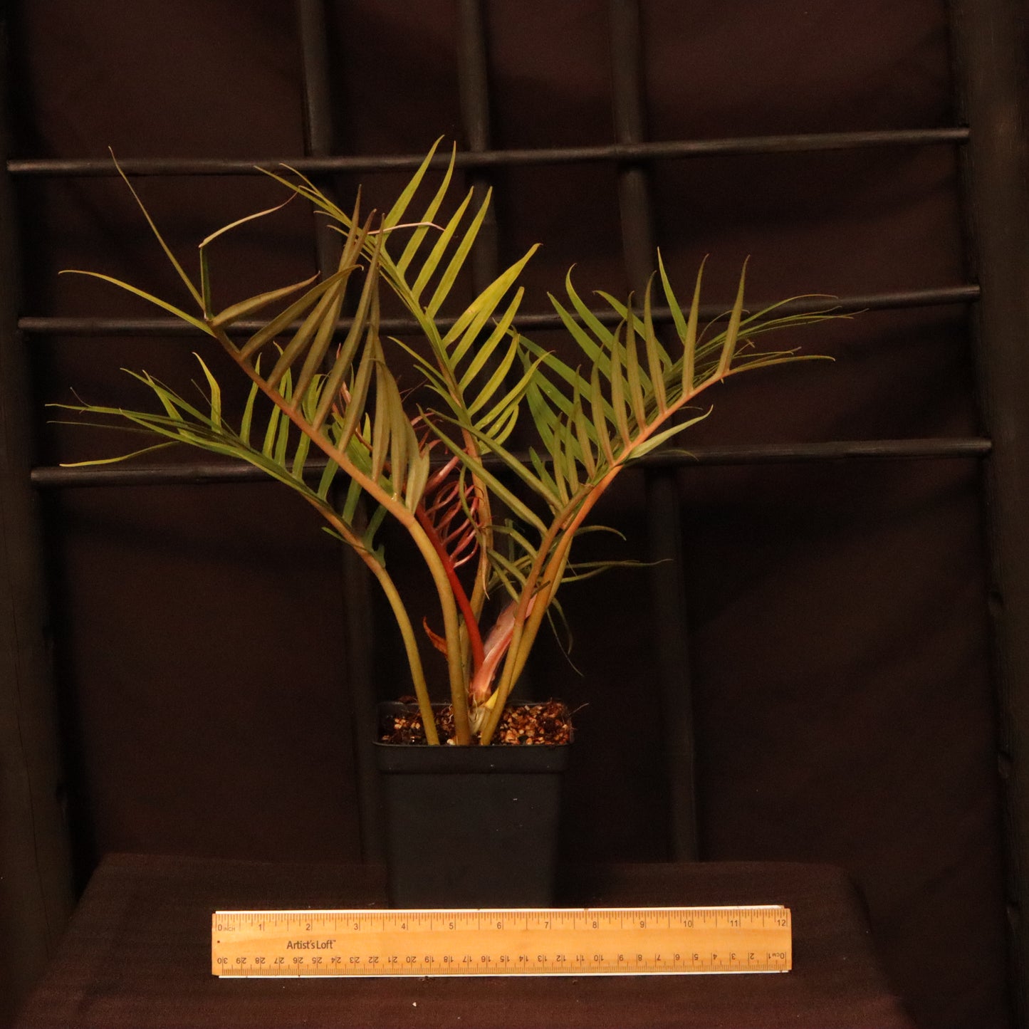 Philodendron Tortum - Grower's Choice