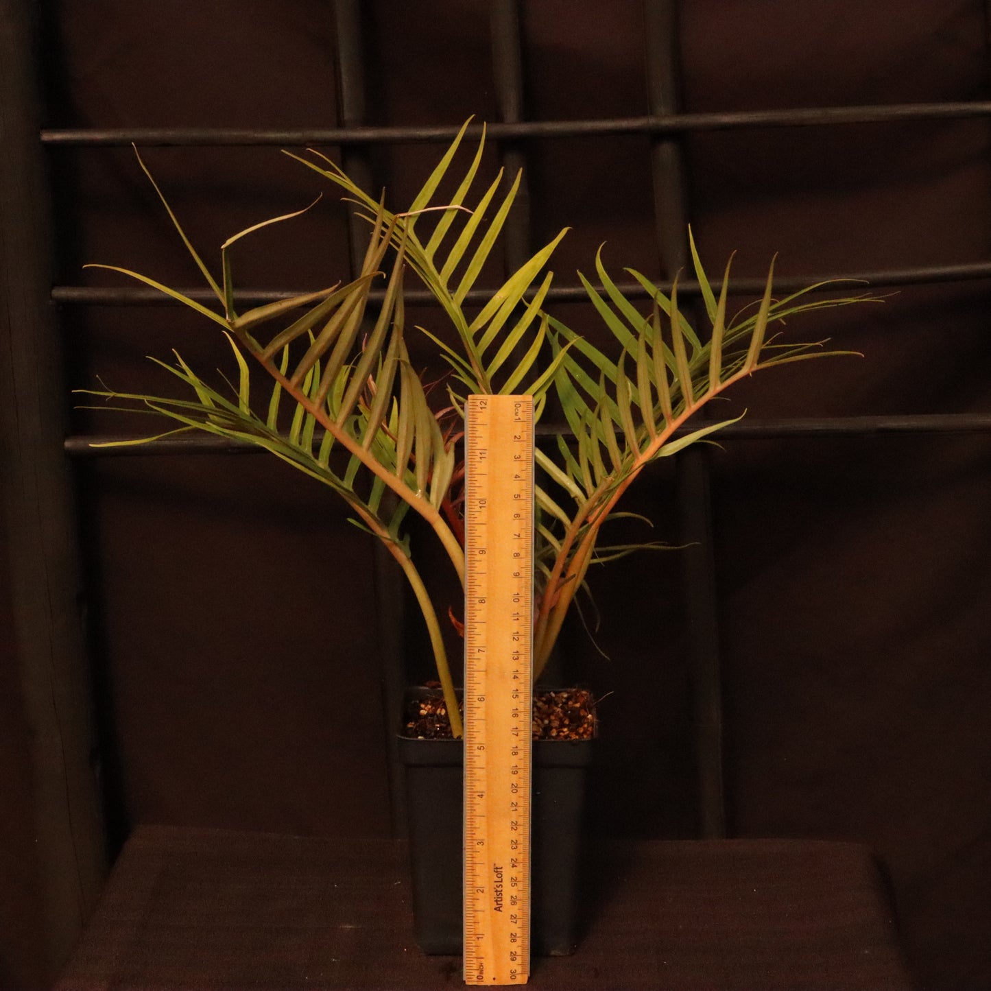 Philodendron Tortum - Grower's Choice