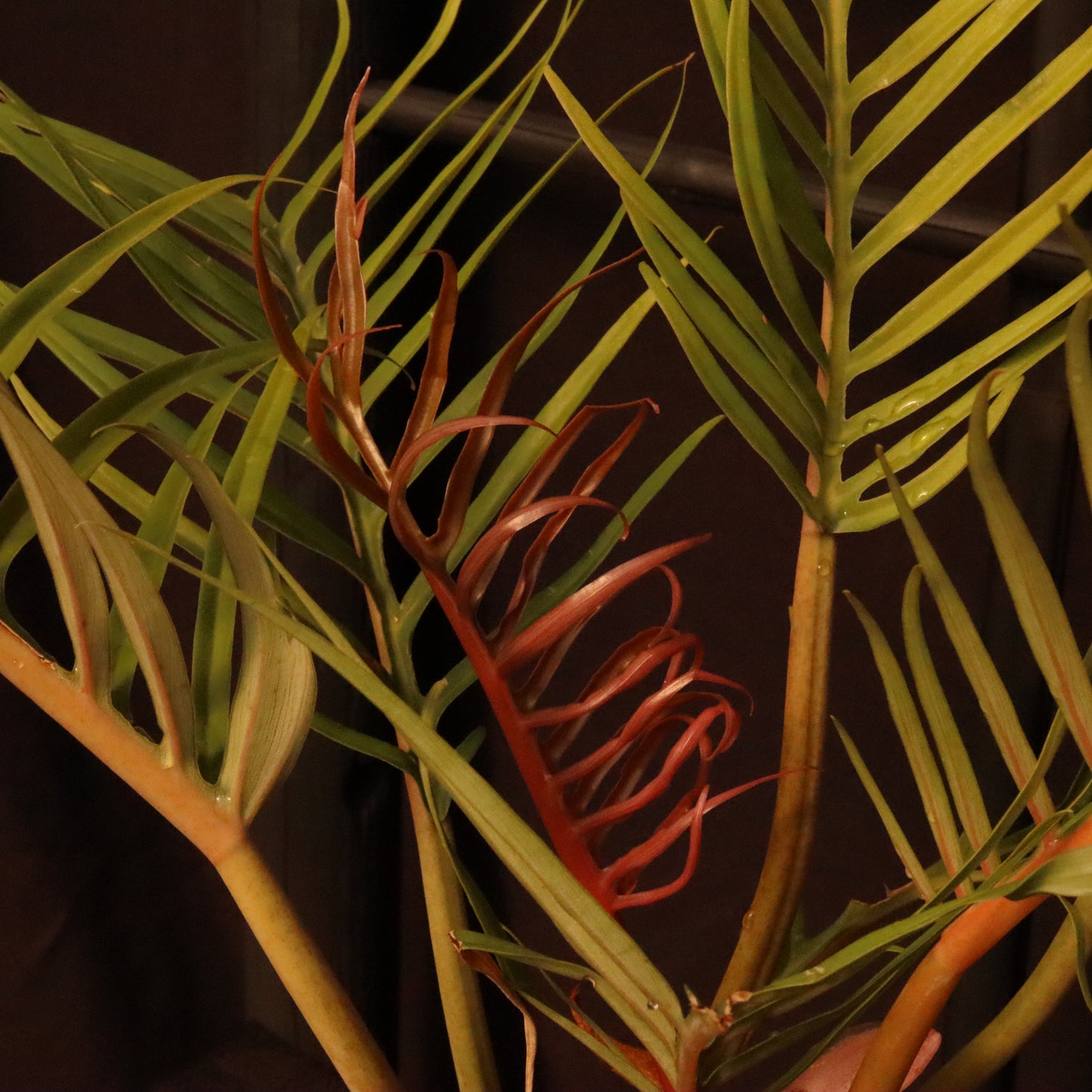 Philodendron Tortum - Grower's Choice