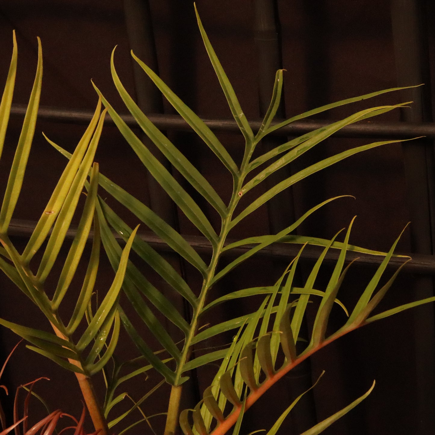Philodendron Tortum - Grower's Choice