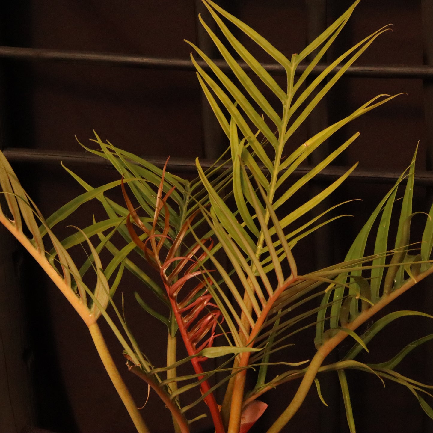 Philodendron Tortum - Grower's Choice