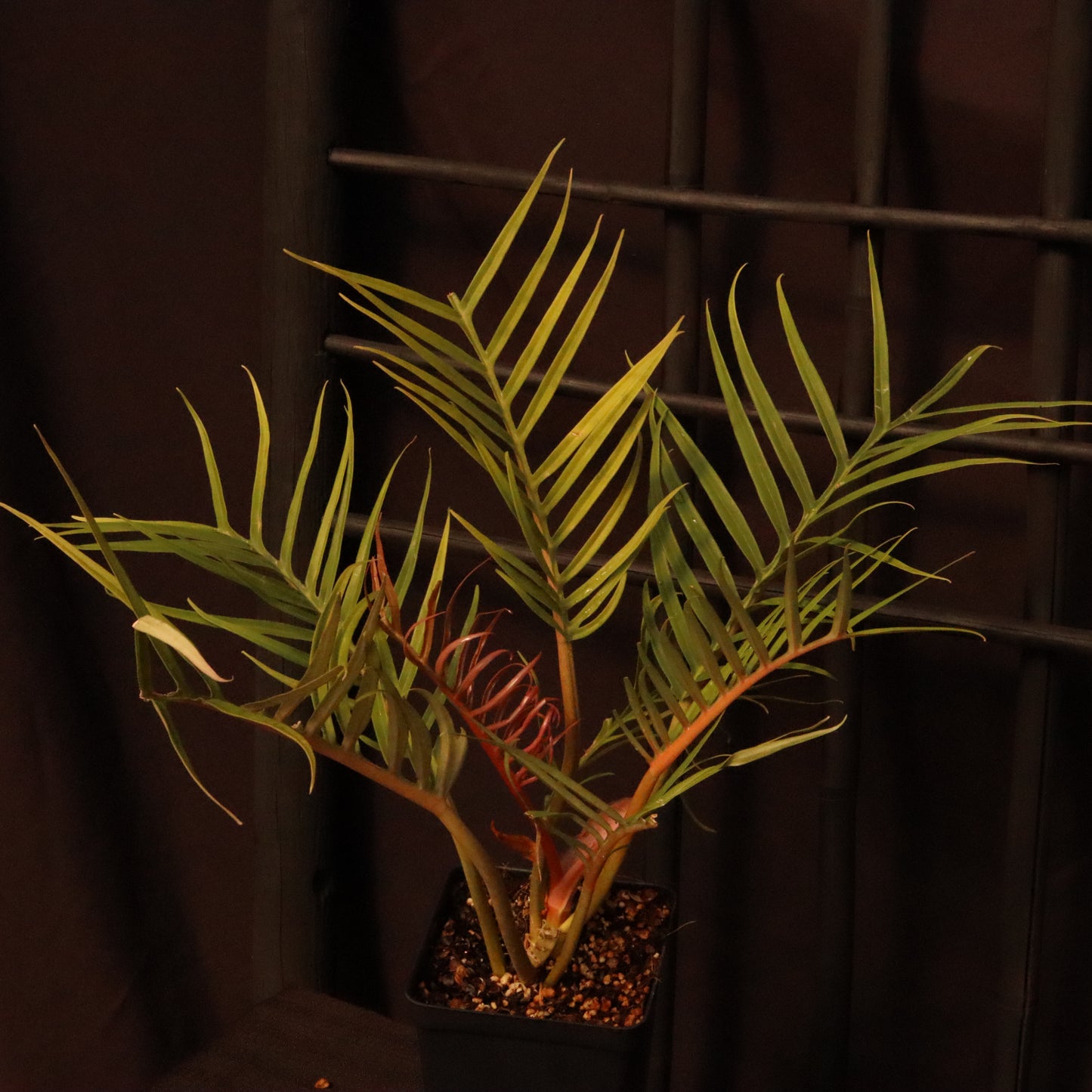 Philodendron Tortum - Grower's Choice