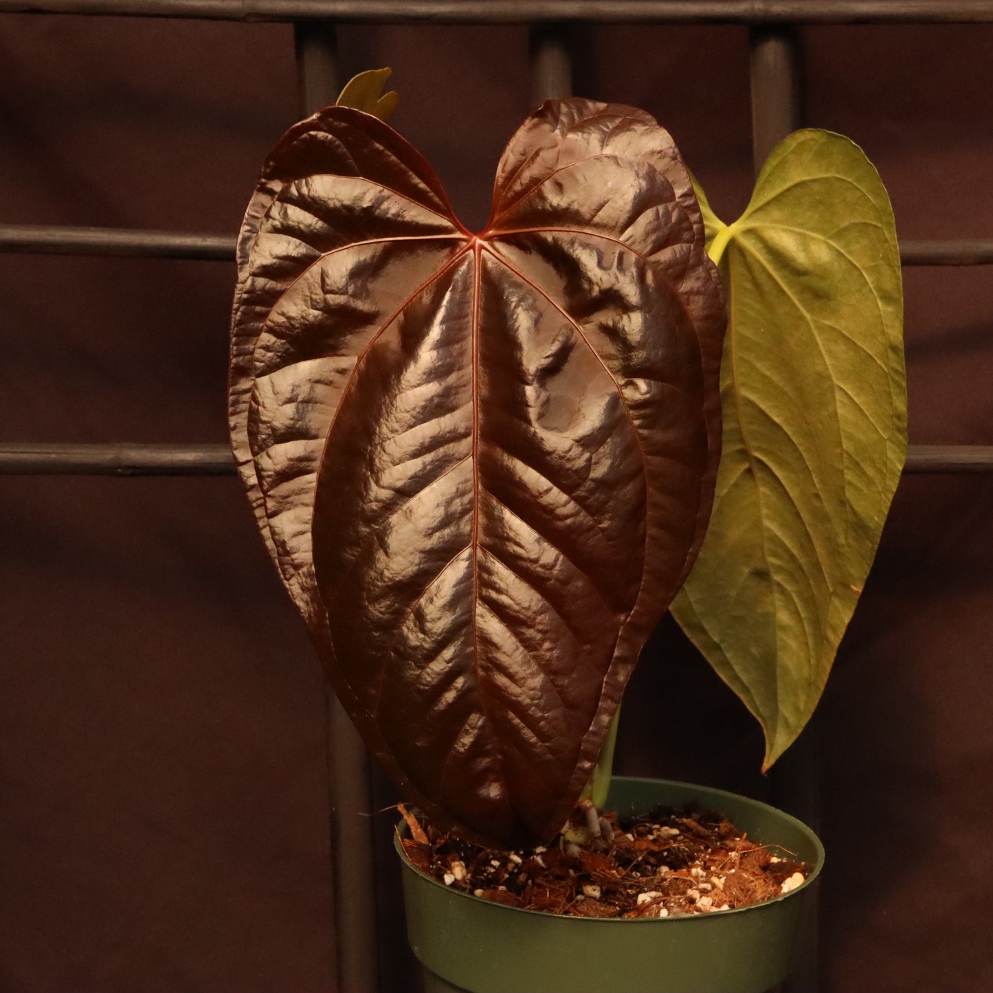 Anthurium Queen of Hearts