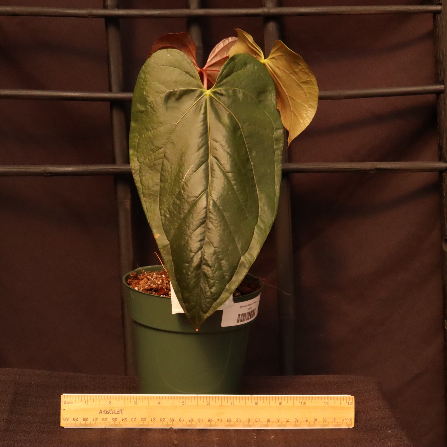 Anthurium Queen of Hearts