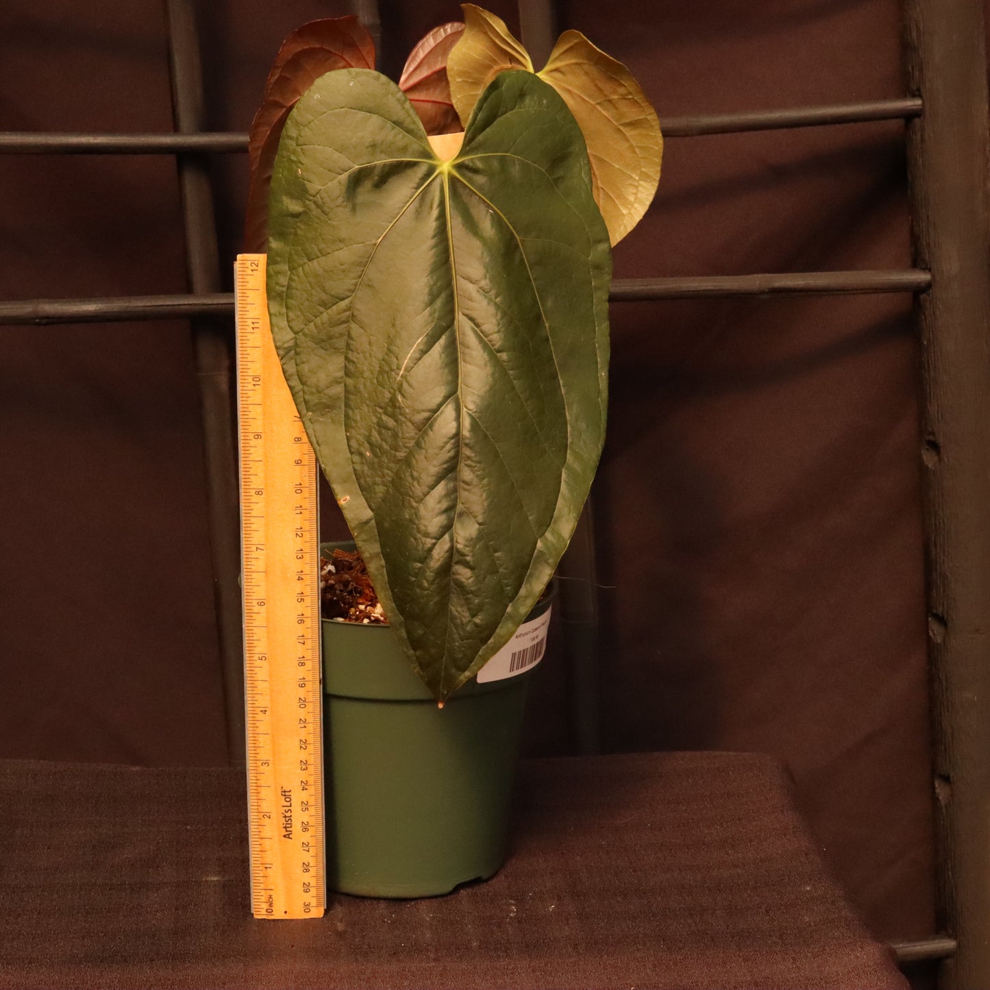 Anthurium Queen of Hearts