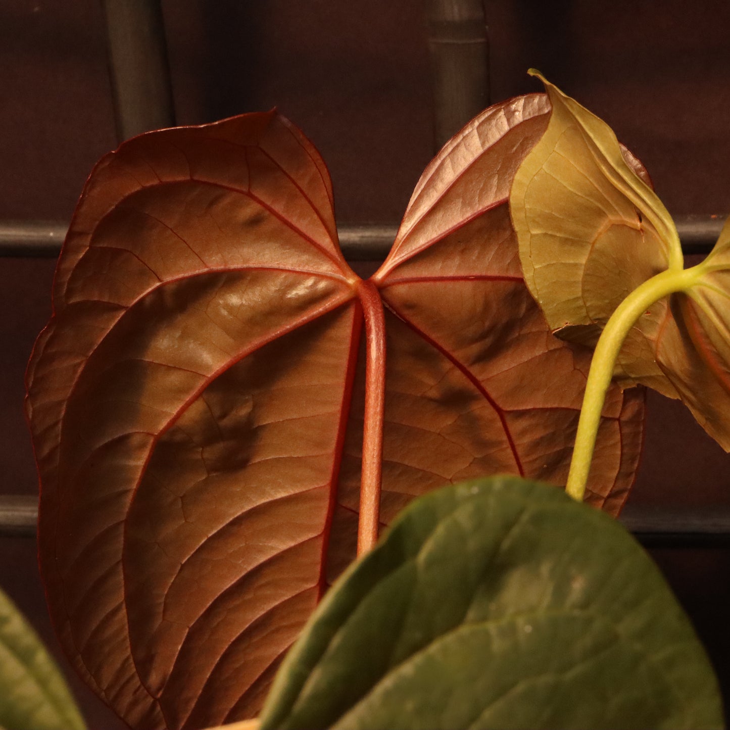 Anthurium Queen of Hearts