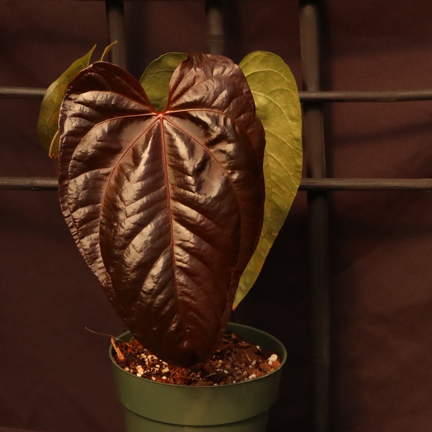 Anthurium Queen of Hearts