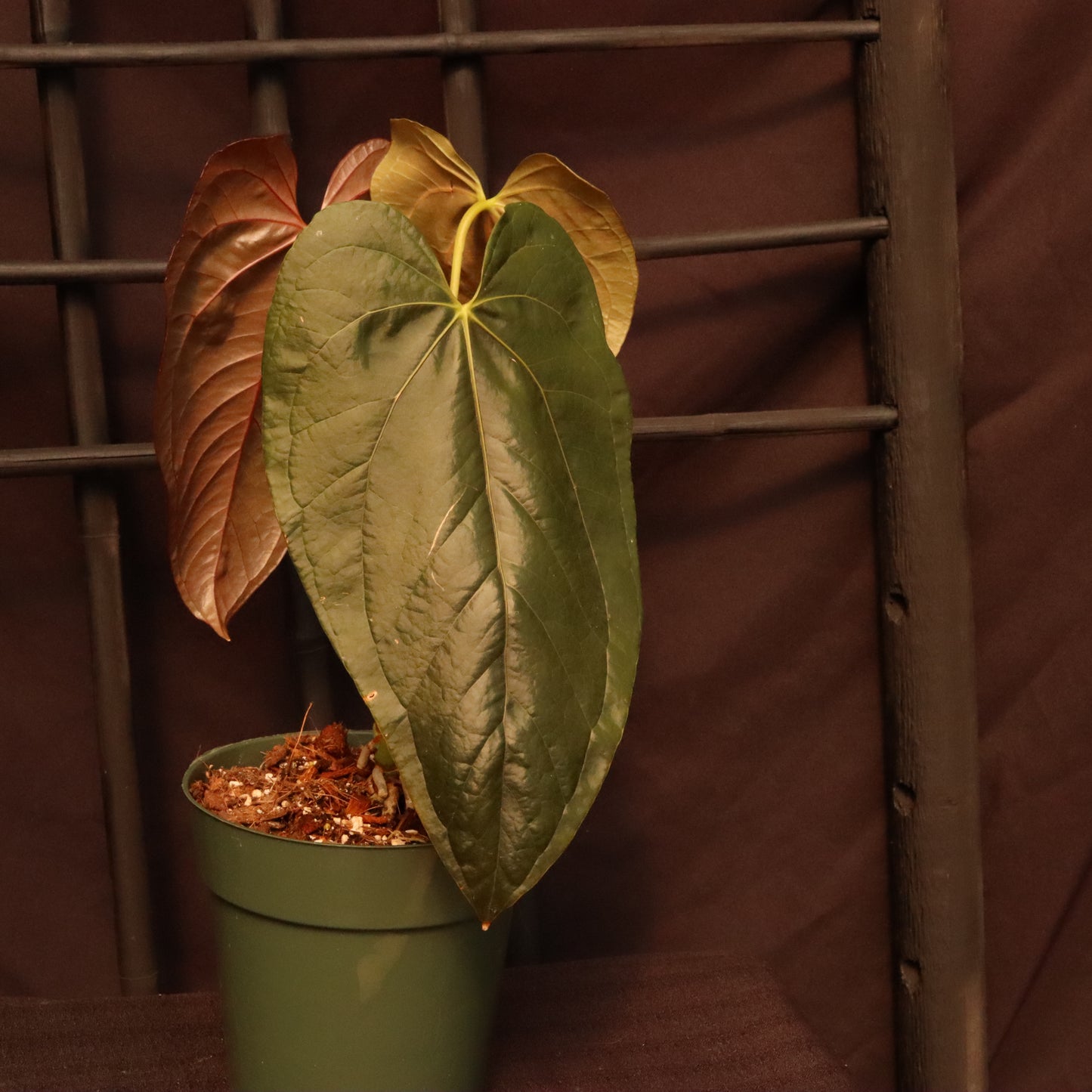 Anthurium Queen of Hearts