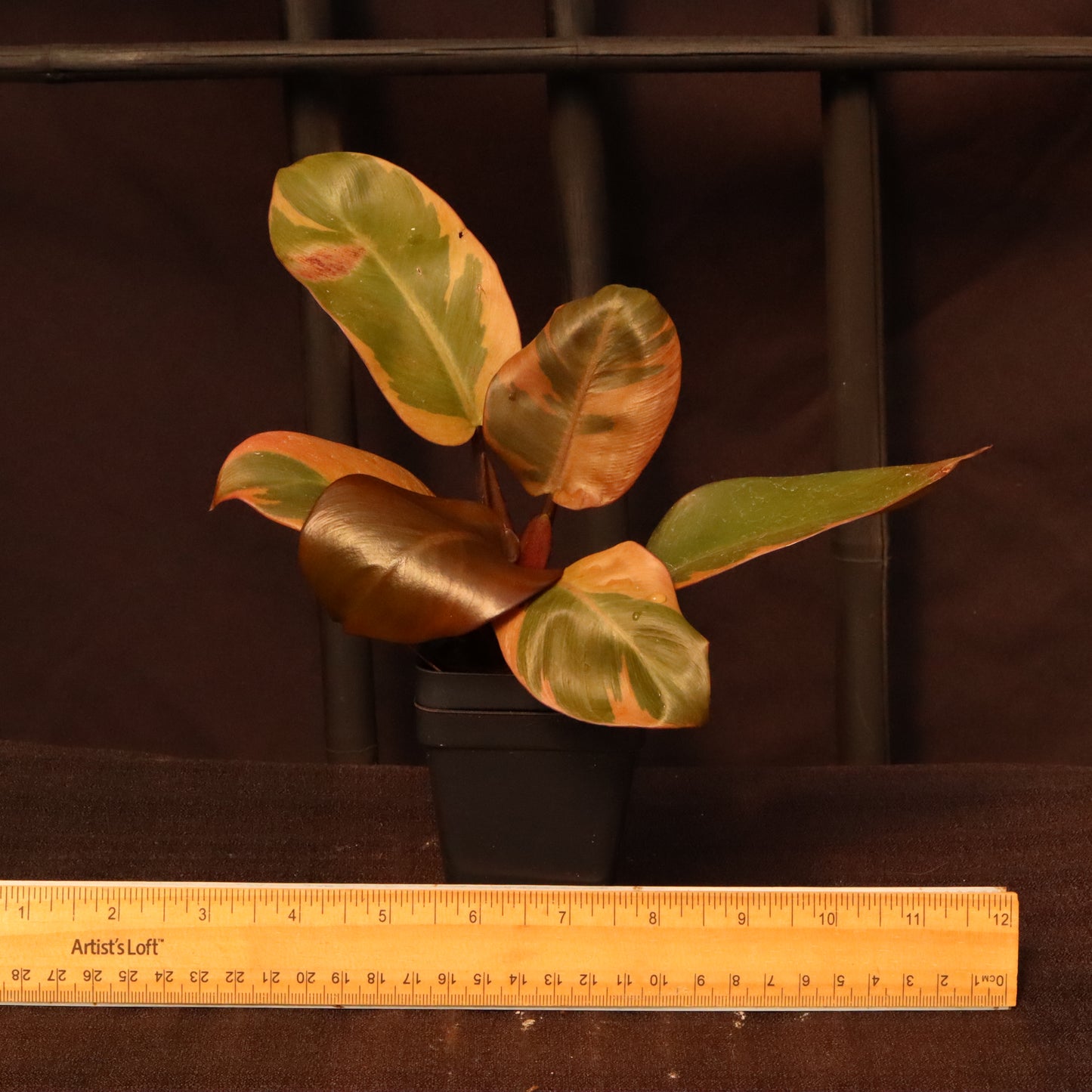 Variegated Philodendron Black Cardinal