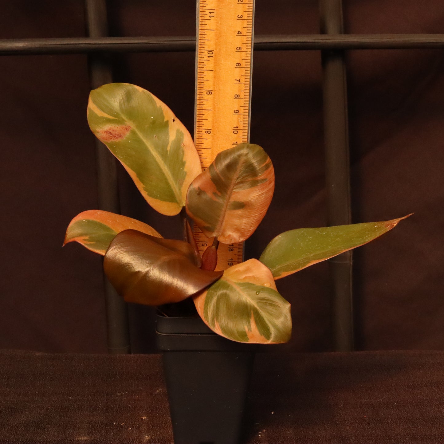 Variegated Philodendron Black Cardinal