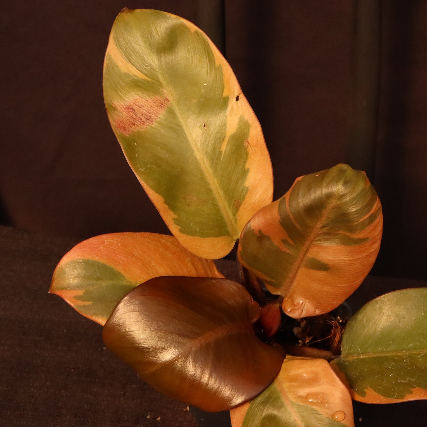Variegated Philodendron Black Cardinal