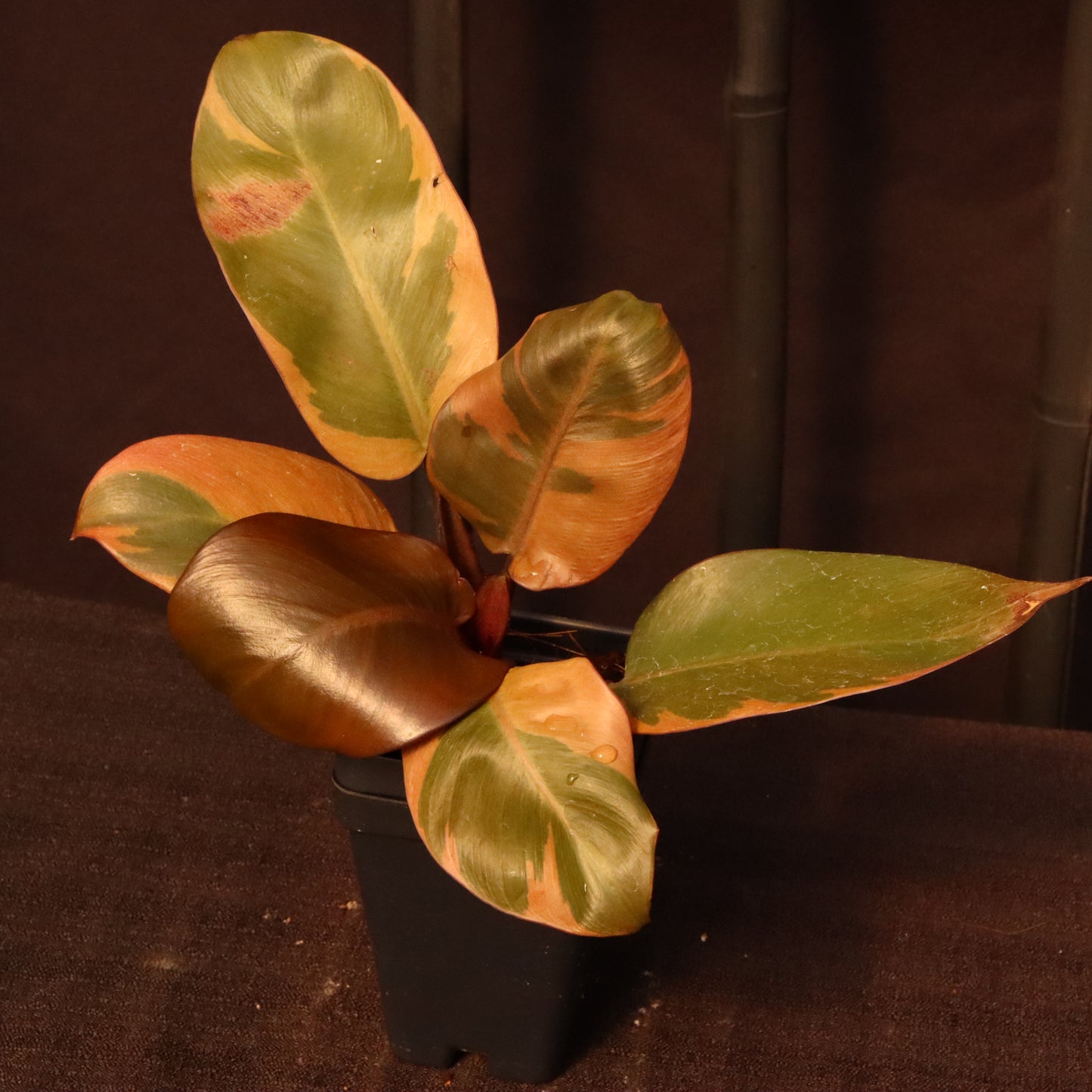 Variegated Philodendron Black Cardinal