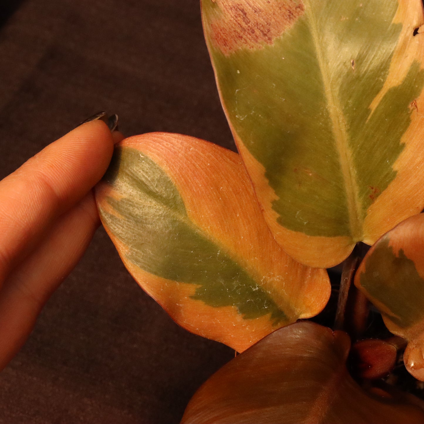 Variegated Philodendron Black Cardinal