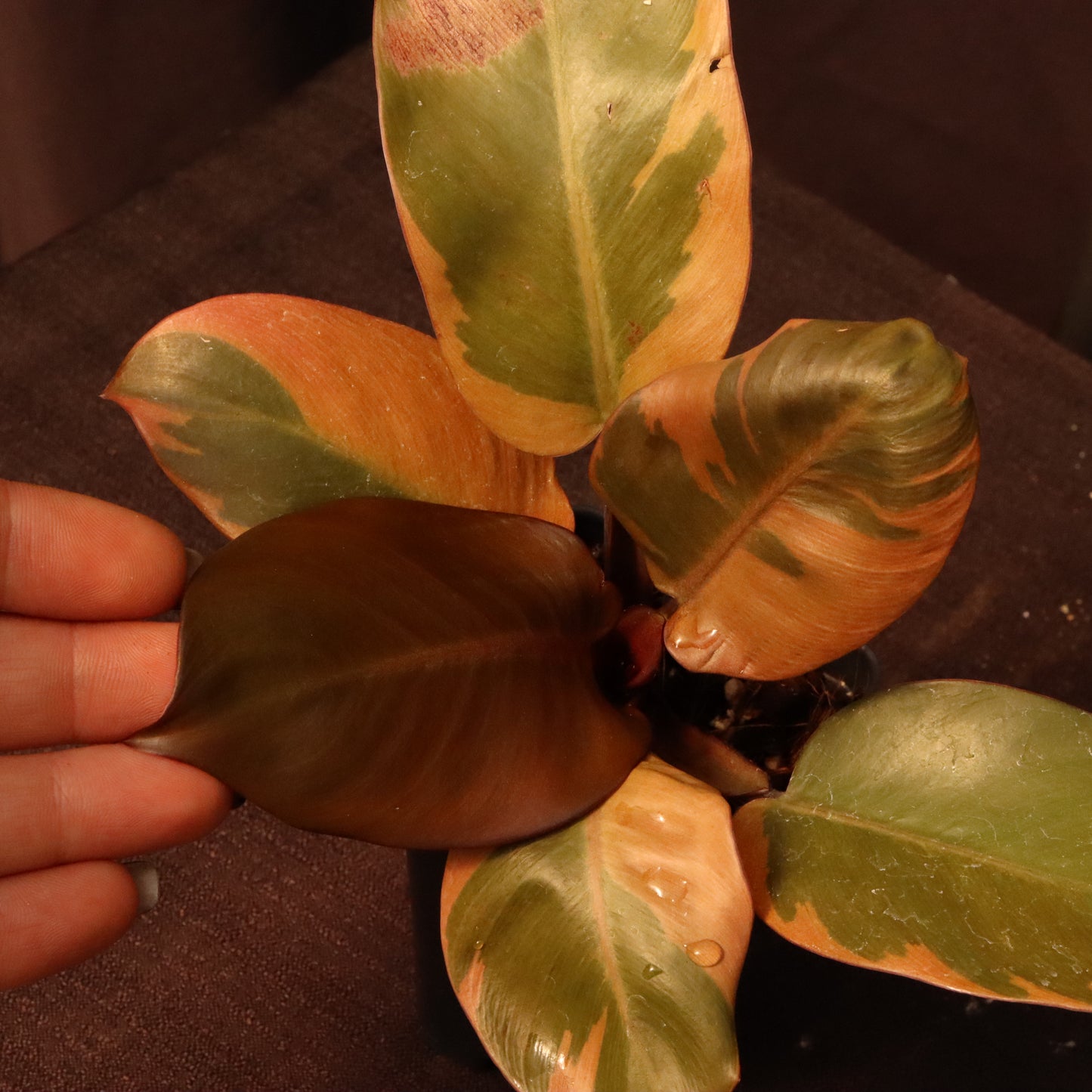 Variegated Philodendron Black Cardinal