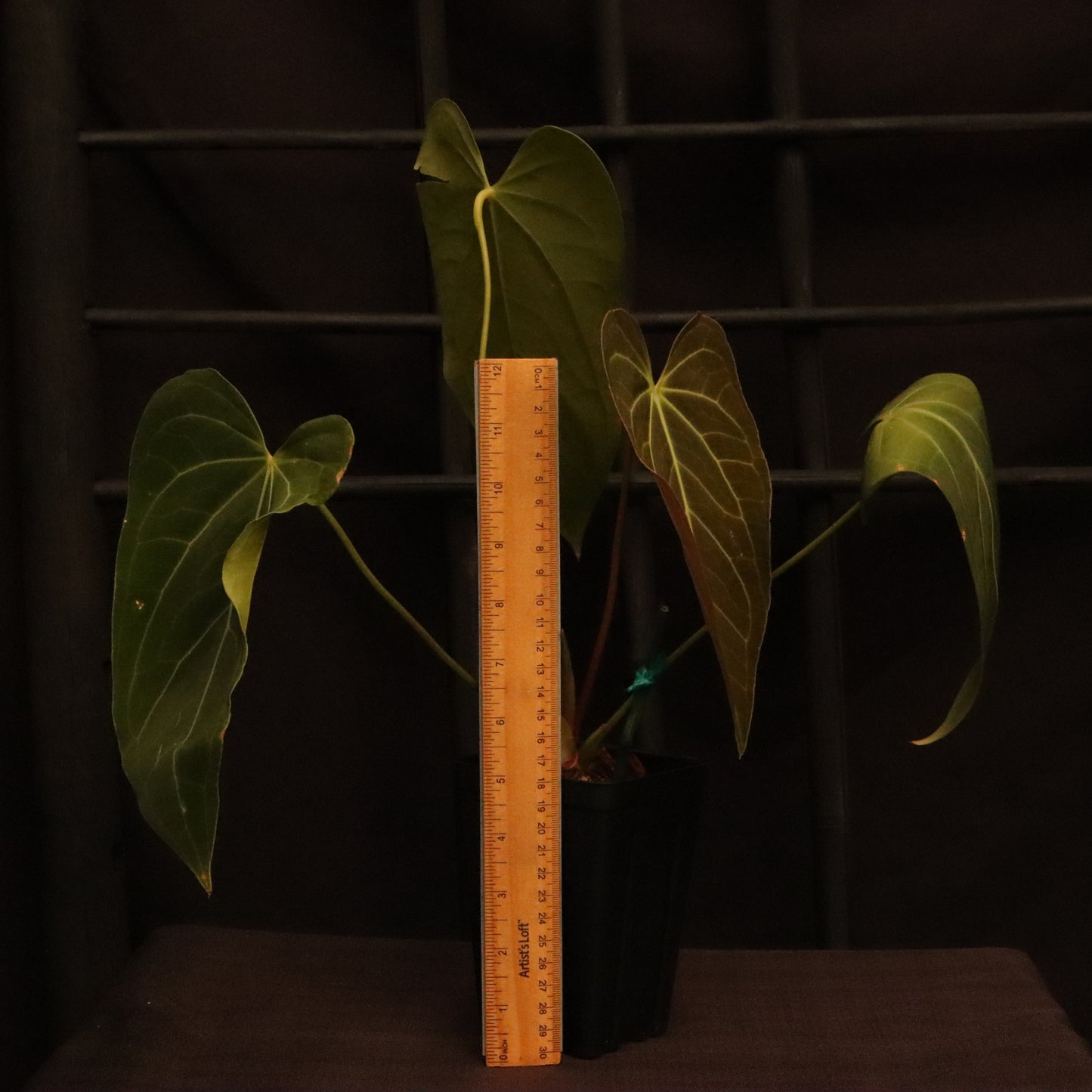 Anthurium Warocqueanum x Magnificum (Green Mamba)